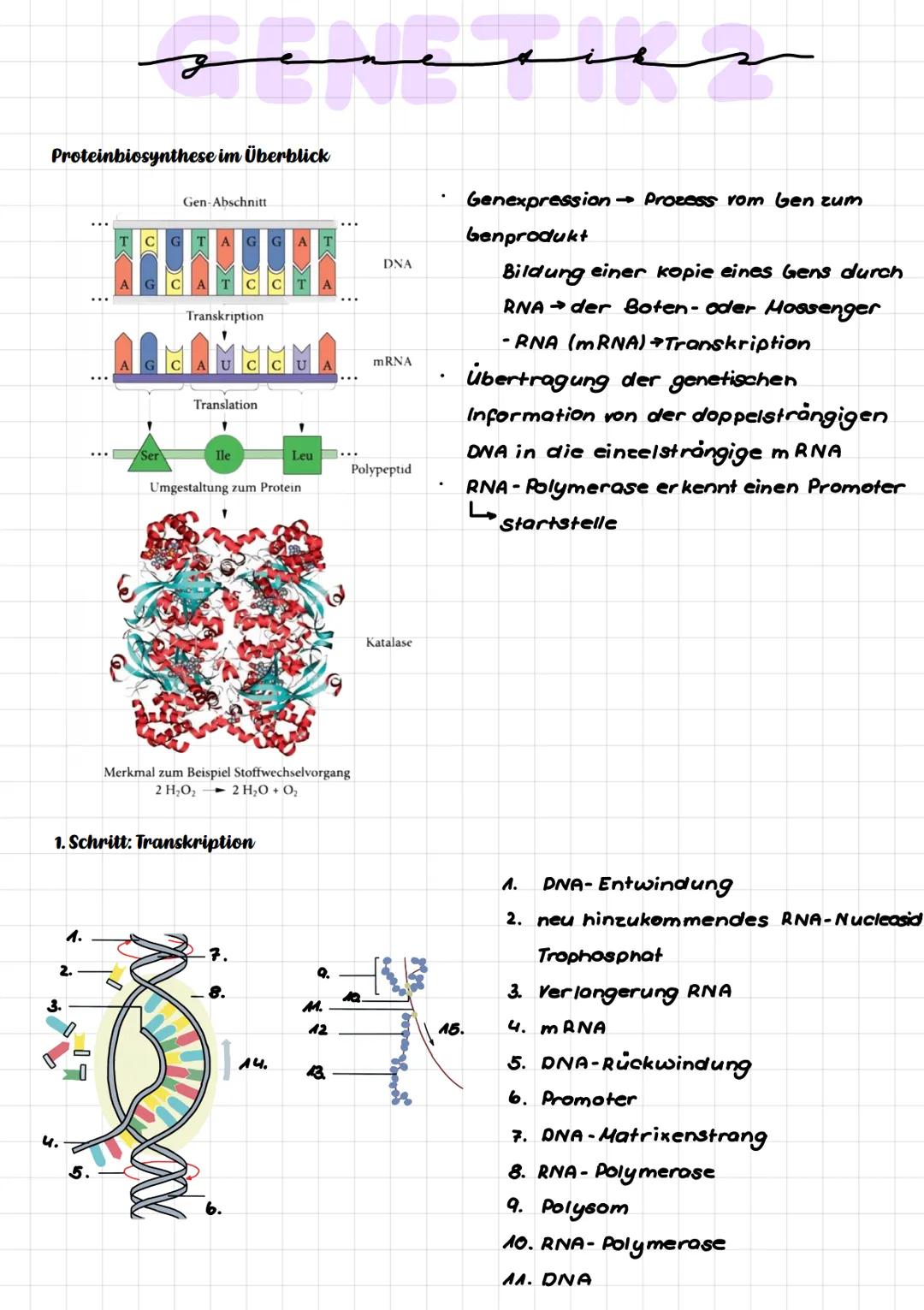 Proteinbiosynthese im Überblick
૩.
4.
سسسم
1.
2.
C
Gen-Abschnitt
A
Transkription
CA
Translation
Ile
1. Schritt: Transkription
C
Umgestaltung