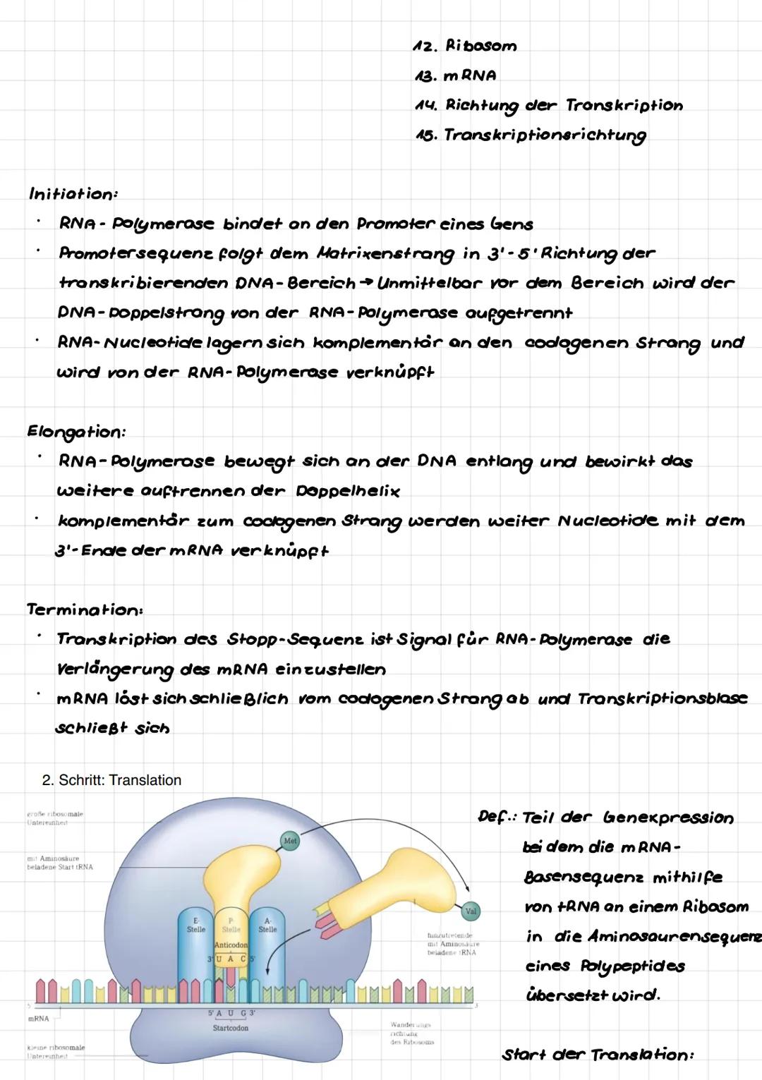 Proteinbiosynthese im Überblick
૩.
4.
سسسم
1.
2.
C
Gen-Abschnitt
A
Transkription
CA
Translation
Ile
1. Schritt: Transkription
C
Umgestaltung