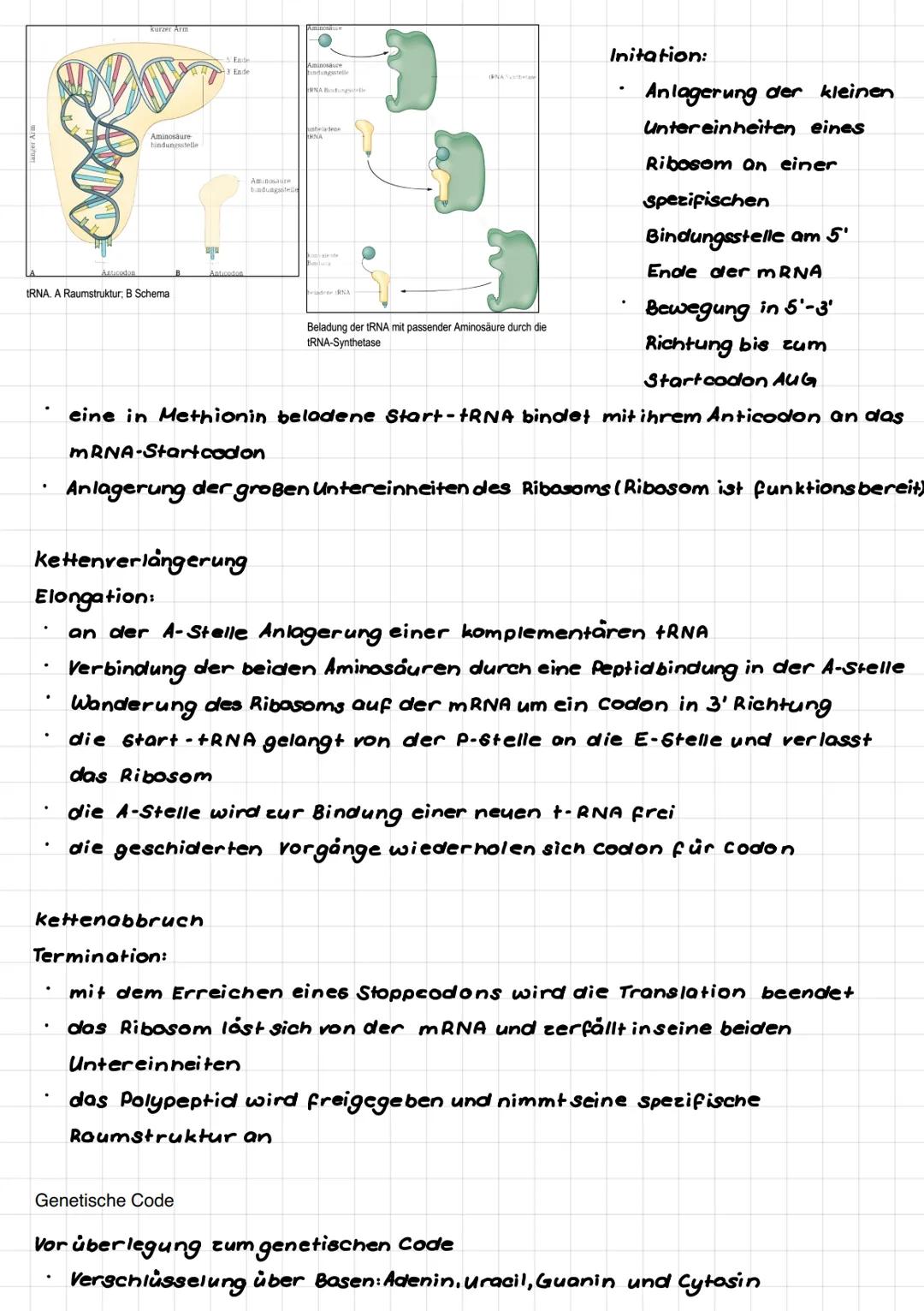 Proteinbiosynthese im Überblick
૩.
4.
سسسم
1.
2.
C
Gen-Abschnitt
A
Transkription
CA
Translation
Ile
1. Schritt: Transkription
C
Umgestaltung