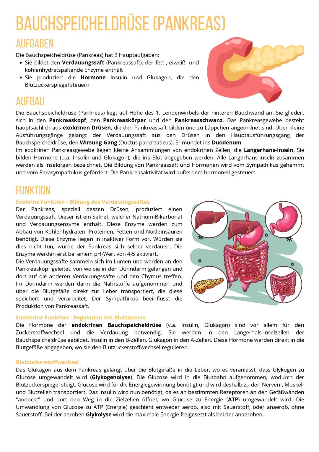 Anatomie/Physiologie Pankreas