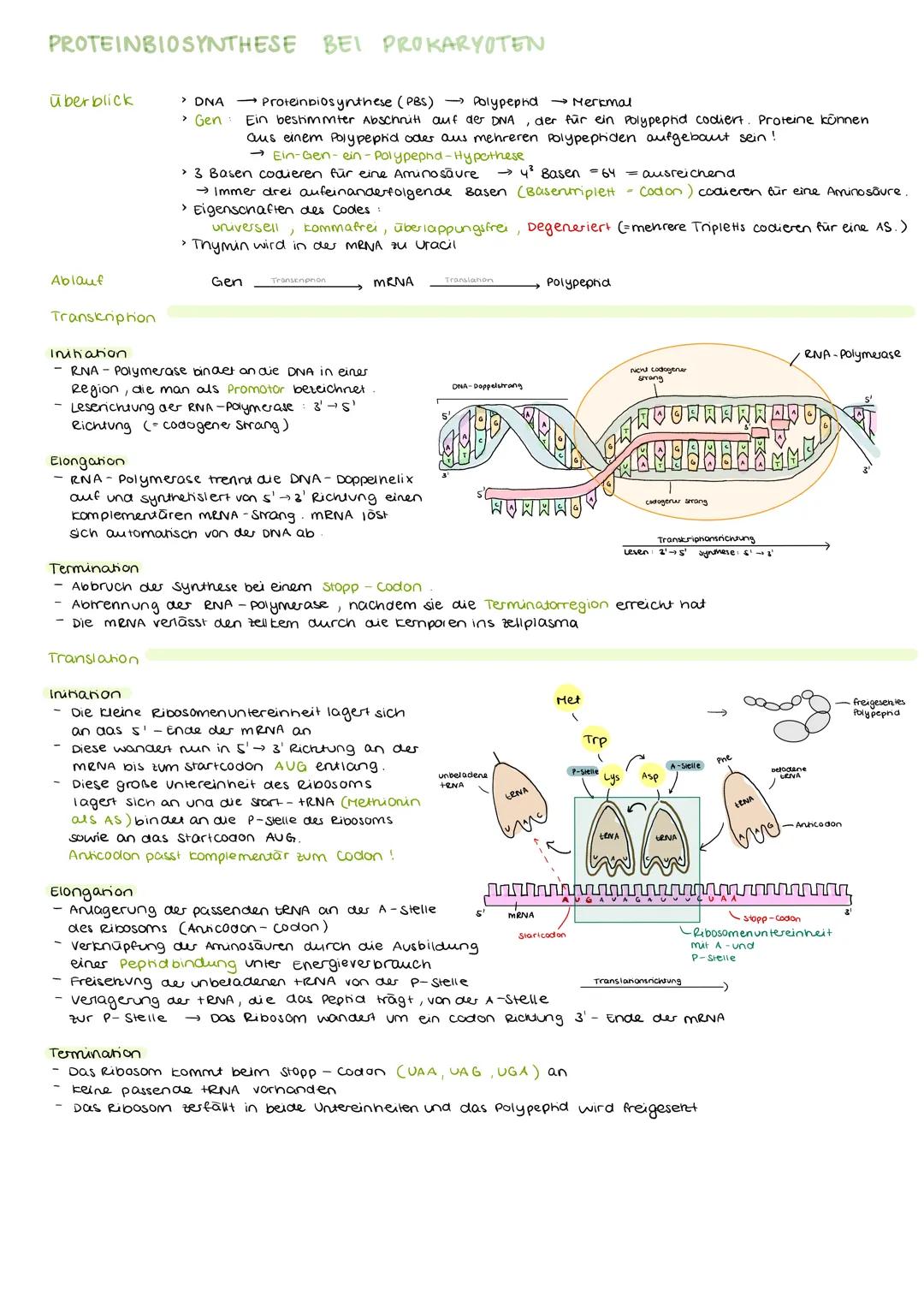PROTEINBIOSYNTHESE BEI PROKARYOTEN
überblick
Ablauf
Transkription
> DNA →Proteinbiosynthese (PBS)
> Gen
Polypephd Merkmal
Ein bestimmter Abs