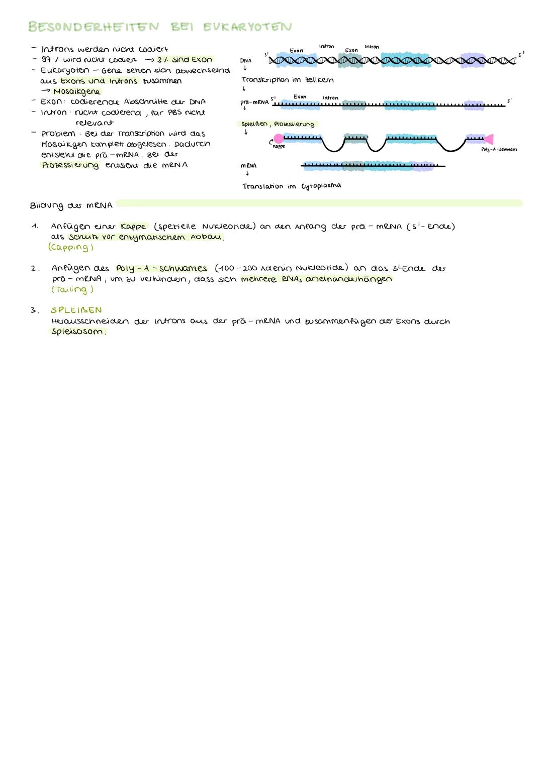 PROTEINBIOSYNTHESE BEI PROKARYOTEN
überblick
Ablauf
Transkription
> DNA →Proteinbiosynthese (PBS)
> Gen
Polypephd Merkmal
Ein bestimmter Abs