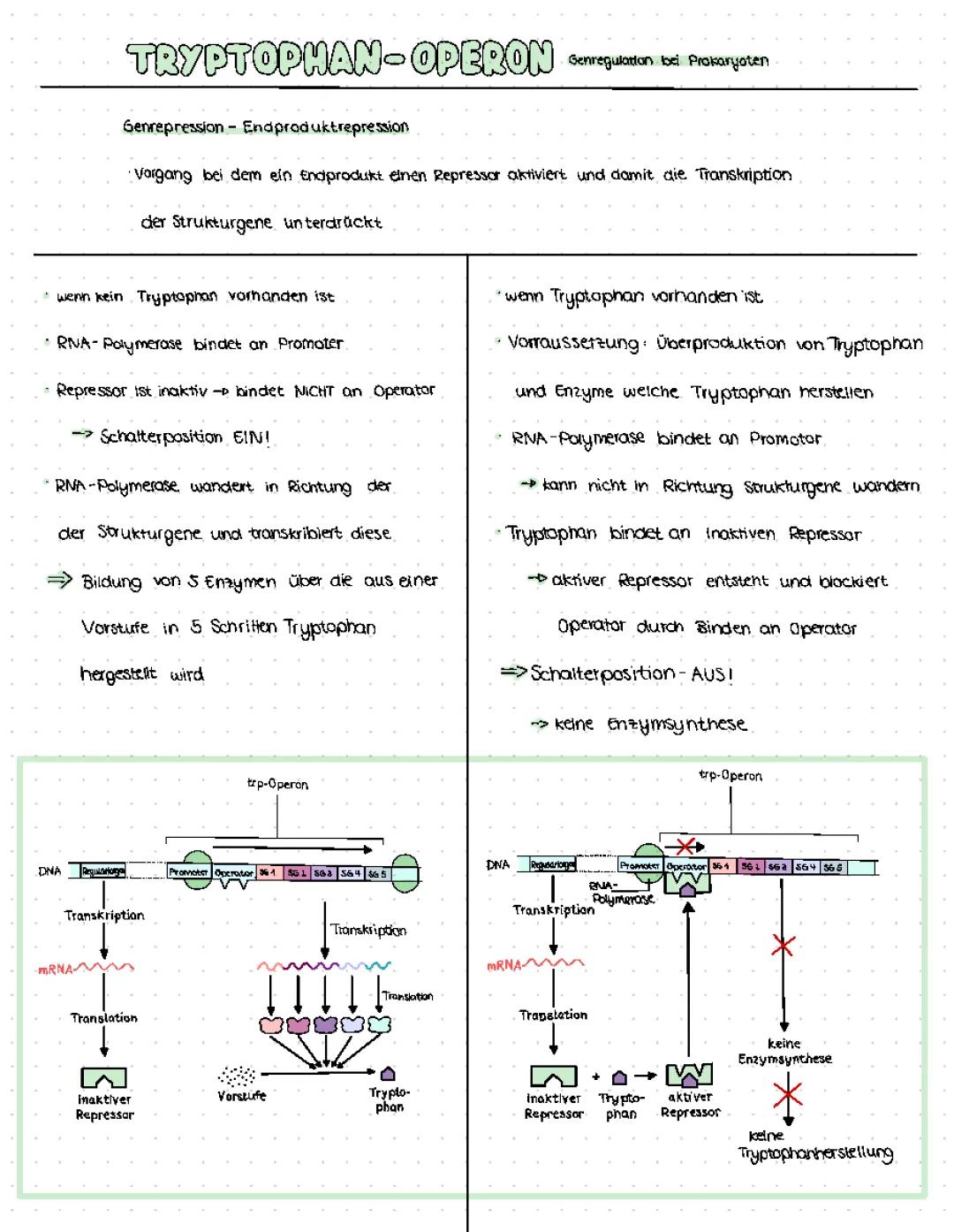 Genregukation bei Prokaryoten