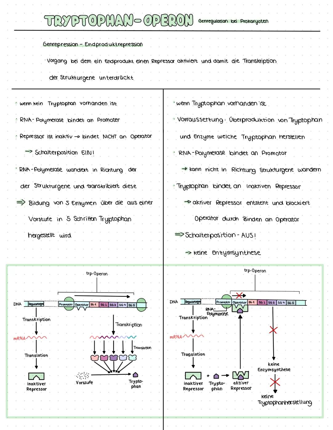 wenn kein Tryptophan vorhanden ist
TRYPTOPHAN-OPERON Genregulation bei Prokaryoten
• RNA- Polymerase bindet an Promoter
Genrepression - Endp