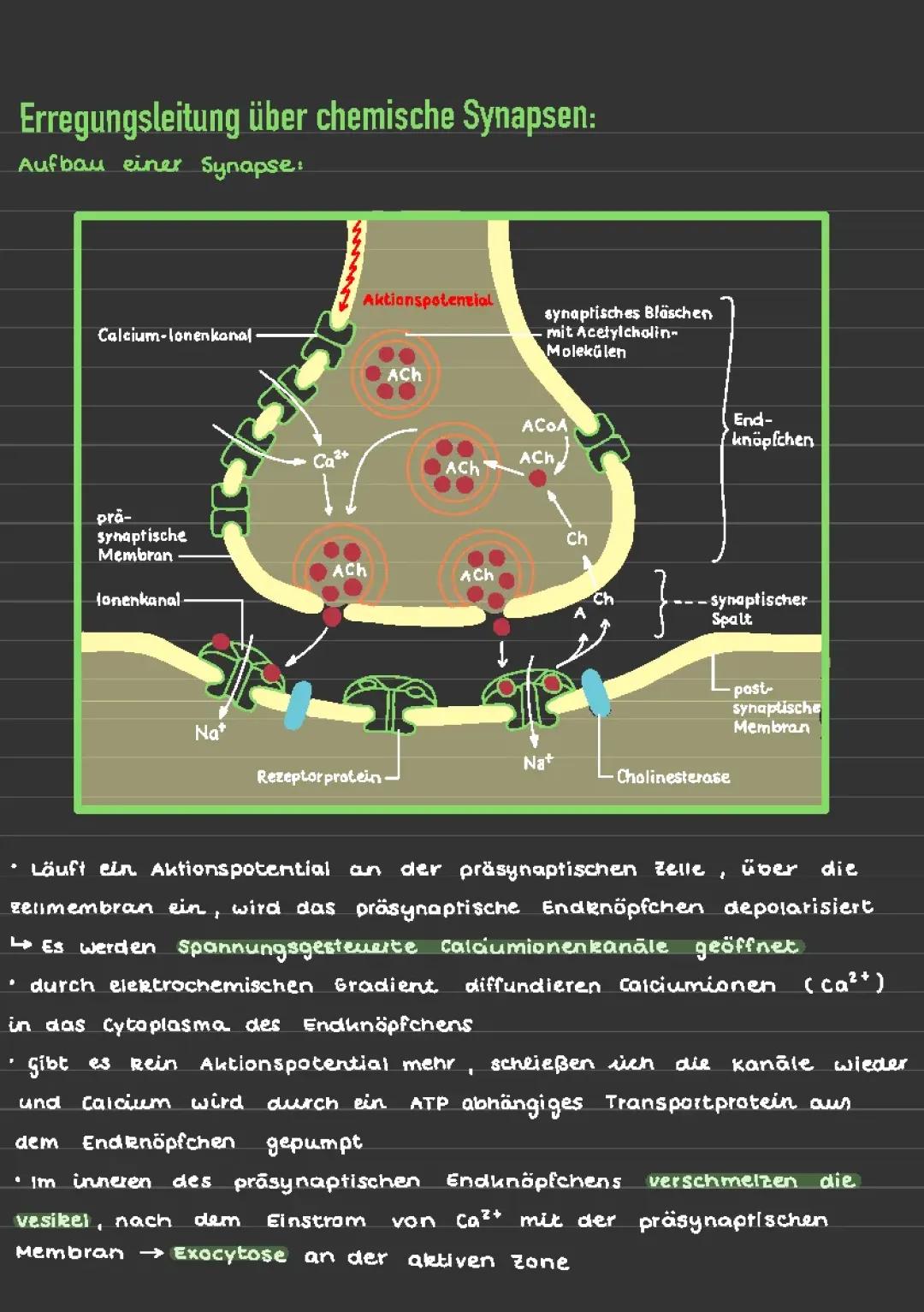 Erregungsleitung einer Synapse