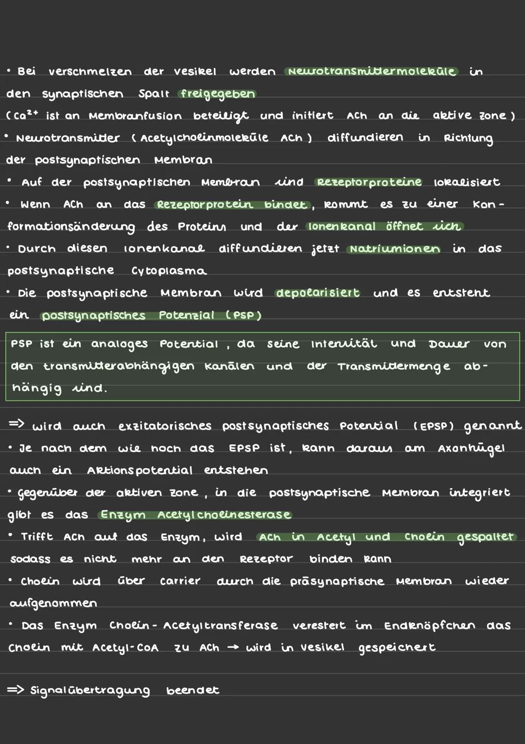 Erregungsleitung über chemische Synapsen:
Aufbau einer Synapse:
Calcium-lonenkanal
pra-
synaptische
Membran
lonenkanal
Nat
Aktionspotenzial