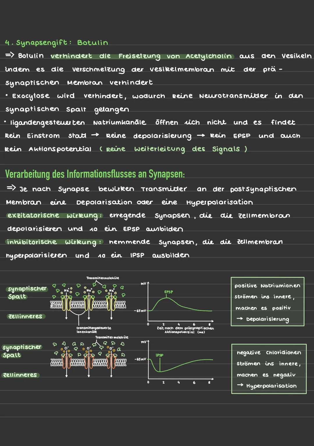 Erregungsleitung über chemische Synapsen:
Aufbau einer Synapse:
Calcium-lonenkanal
pra-
synaptische
Membran
lonenkanal
Nat
Aktionspotenzial