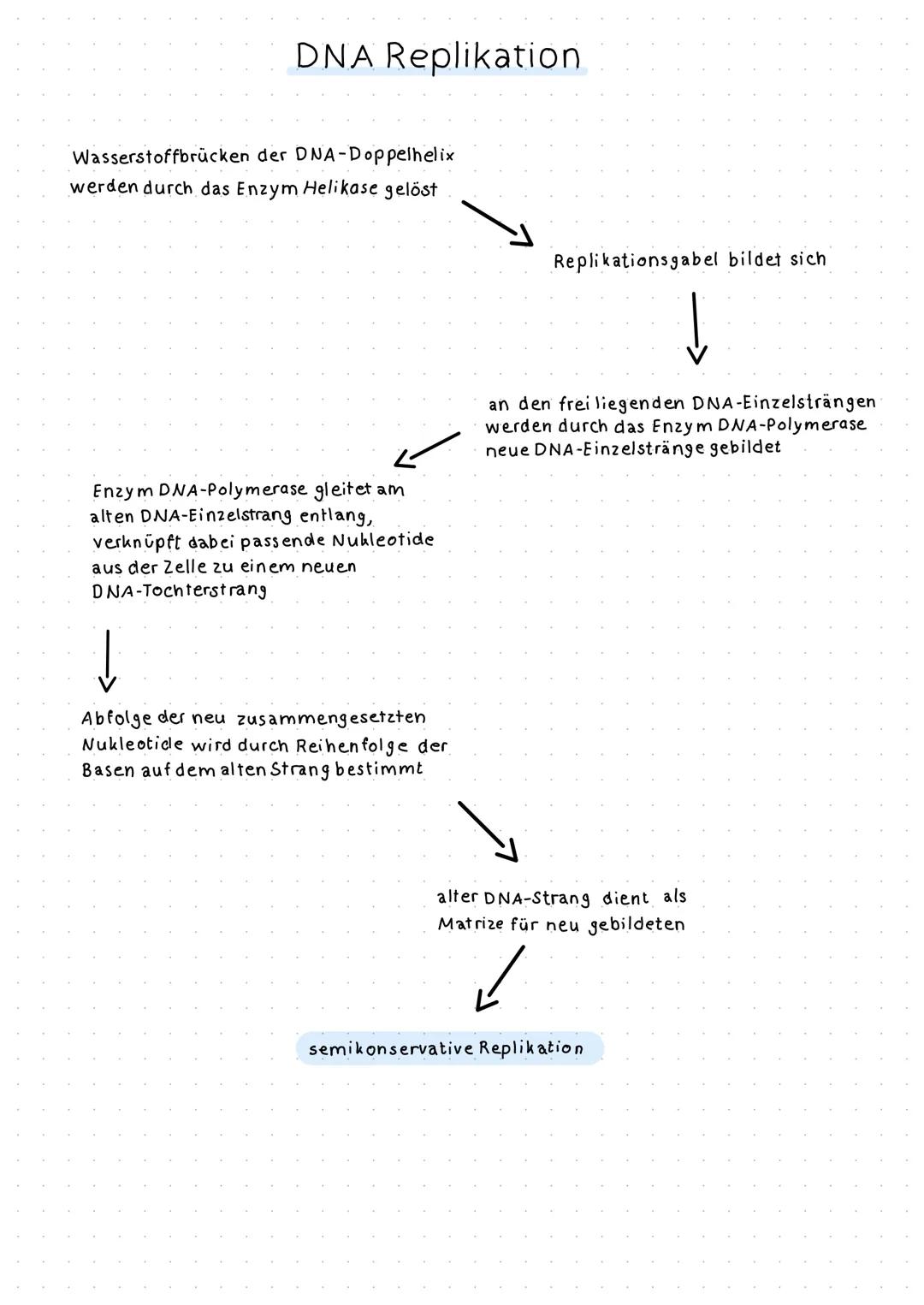 # DNA Replikation
Wasserstoffbrücken der DNA-Doppelhelix
werden durch das Enzym Helikase gelöst
Replikationsgabel bildet sich
Enzym DNA-P
