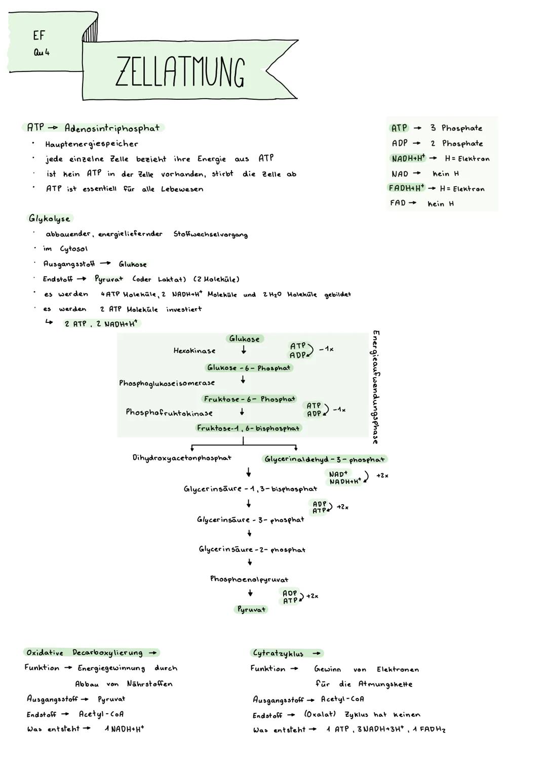 EF
Qu 4
ZELLATMUNG
ATP → Adenosintriphosphat
* Hauptenergiespeicher
* jede einzelne Zelle bezieht ihre Energie aus ATP
* ist kein AT