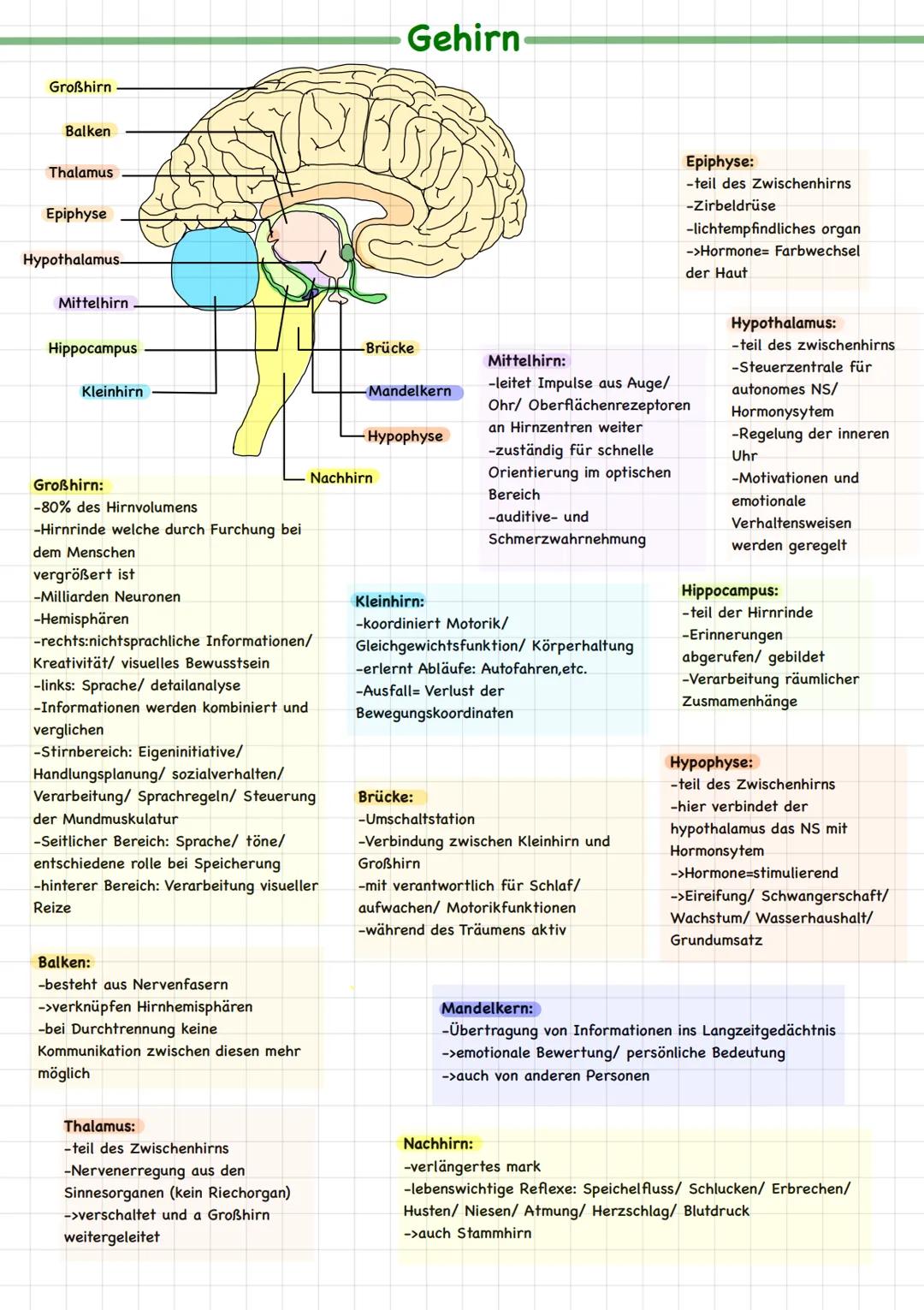 Neurobiologie # Fachbegriffe
Biomembran bildet Grenze zwischen Zellinneren und Zelläußeren; durchlässig für Wasser und darin gelöste
Teilch