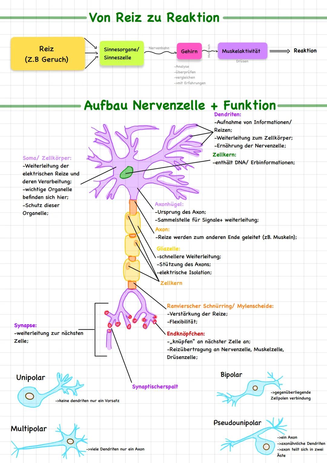 Neurobiologie # Fachbegriffe
Biomembran bildet Grenze zwischen Zellinneren und Zelläußeren; durchlässig für Wasser und darin gelöste
Teilch