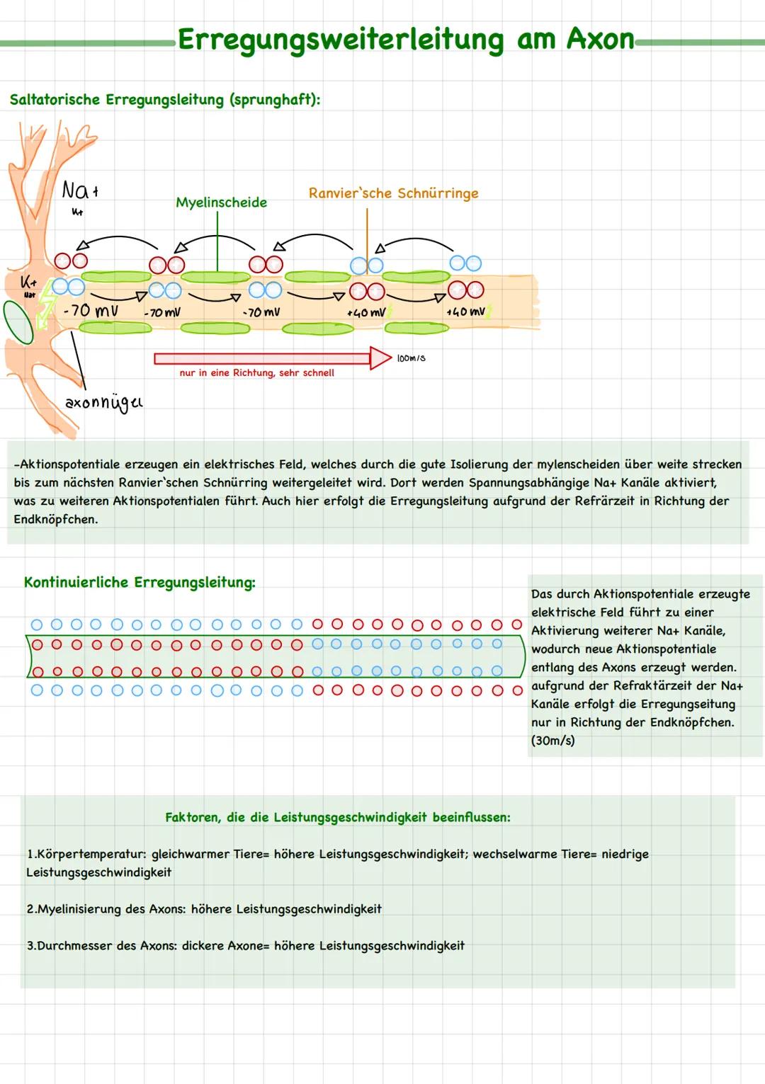 Neurobiologie # Fachbegriffe
Biomembran bildet Grenze zwischen Zellinneren und Zelläußeren; durchlässig für Wasser und darin gelöste
Teilch