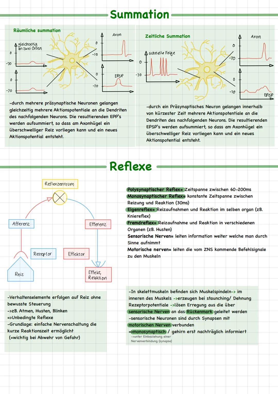 Neurobiologie # Fachbegriffe
Biomembran bildet Grenze zwischen Zellinneren und Zelläußeren; durchlässig für Wasser und darin gelöste
Teilch