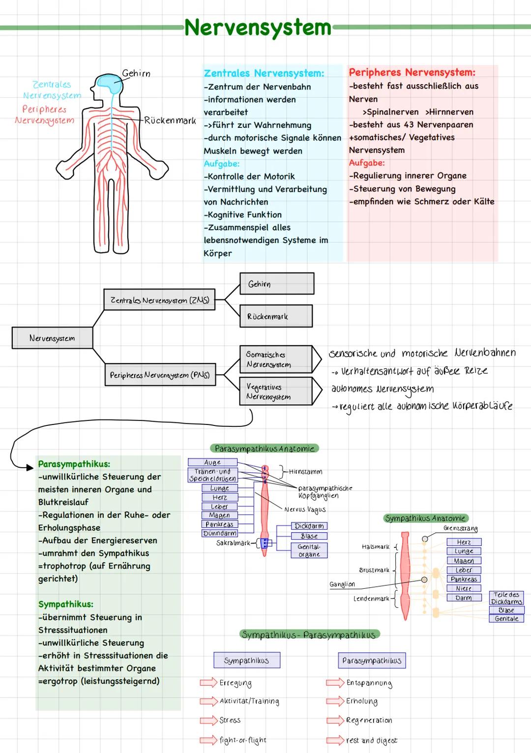 Neurobiologie # Fachbegriffe
Biomembran bildet Grenze zwischen Zellinneren und Zelläußeren; durchlässig für Wasser und darin gelöste
Teilch