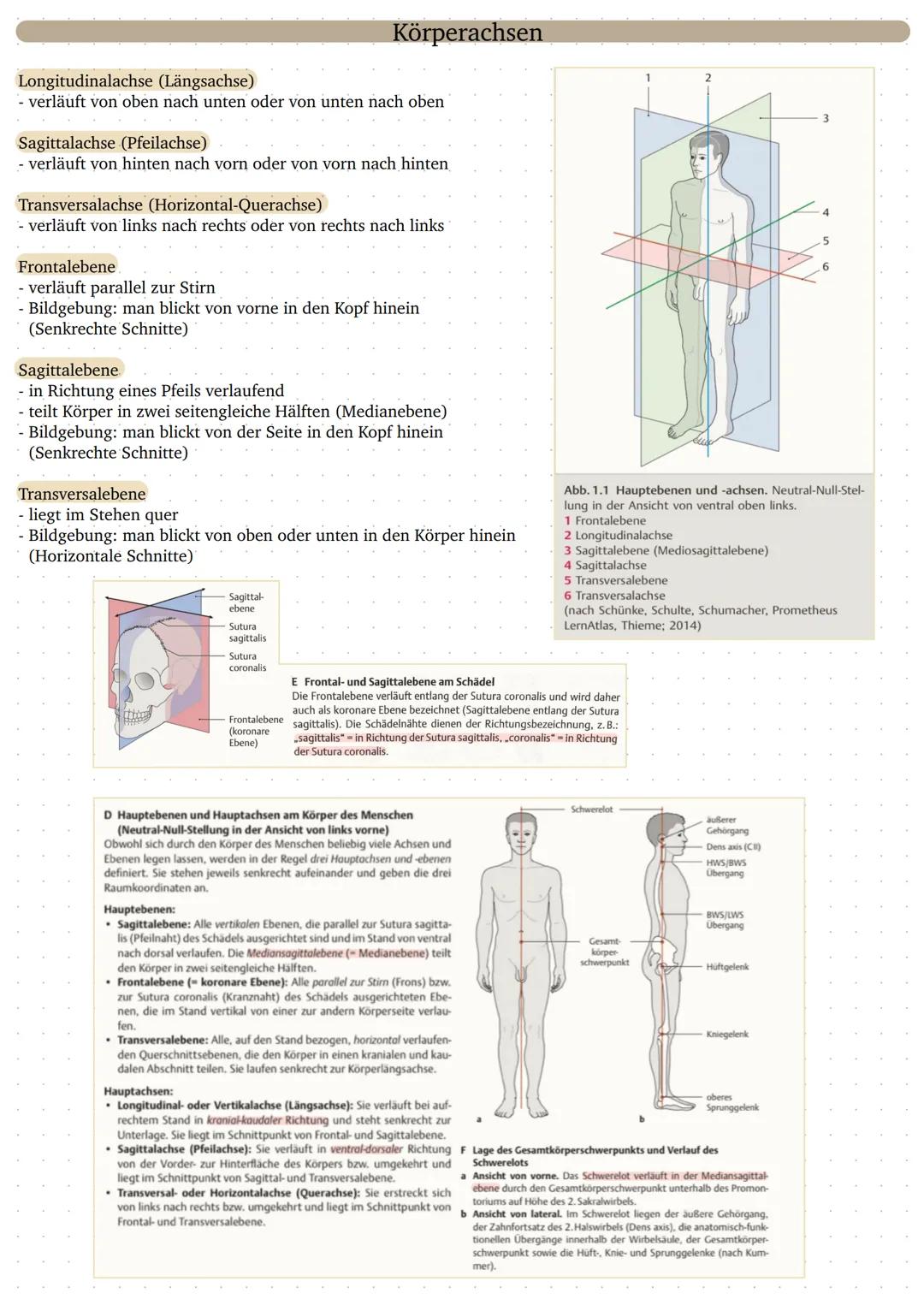 Körperachsen und Lagebezeichnungen