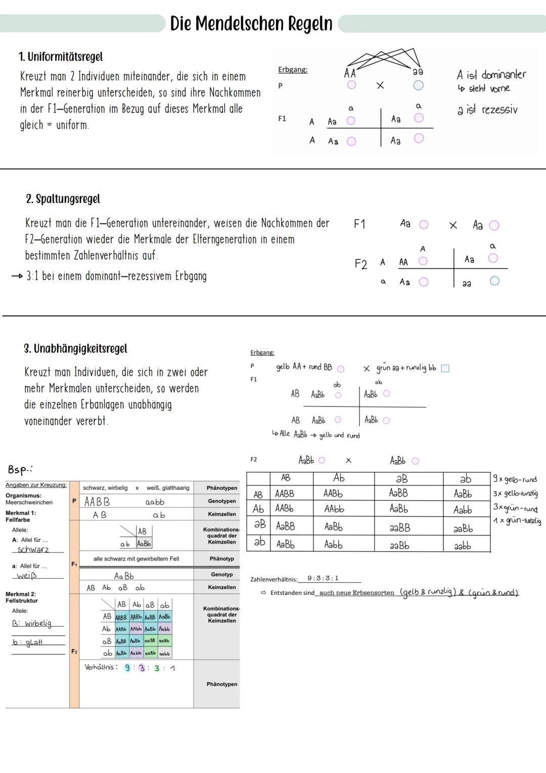 # Die Mendelschen Regeln
1. Uniformitätsregel
Kreuzt man 2 Individuen miteinander, die sich in einem
Merkmal reinerbig unterscheiden, so s