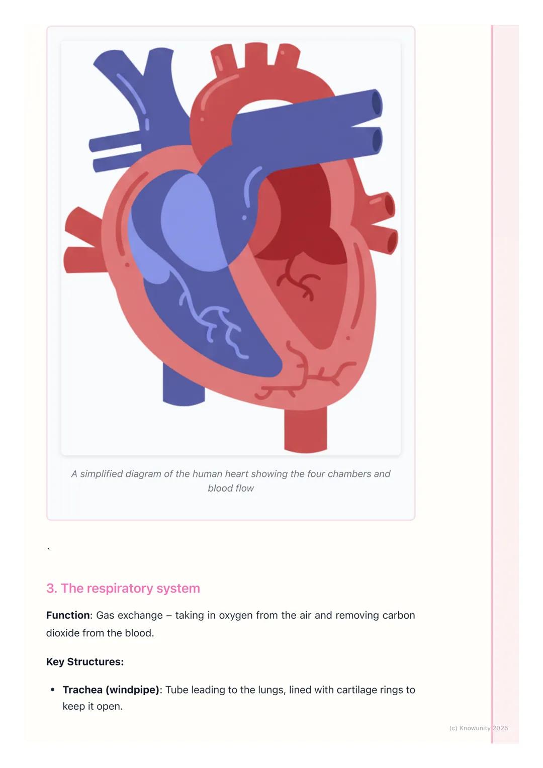 # Human Body Systems
Introduction to human body systems
The human body is organised in a hierarchy: cells $\rightarrow$ tissues $\rightarr
