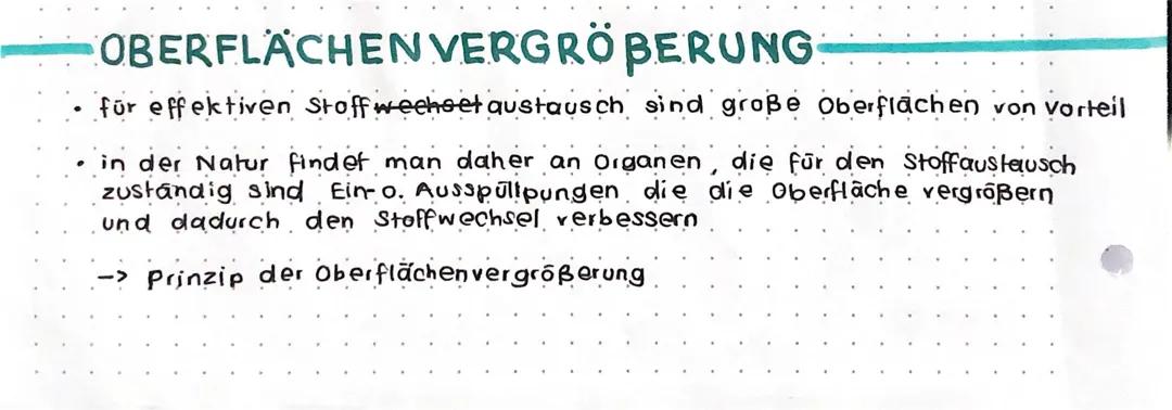 Biologisches Prinzip Oberflächenvergrößerung