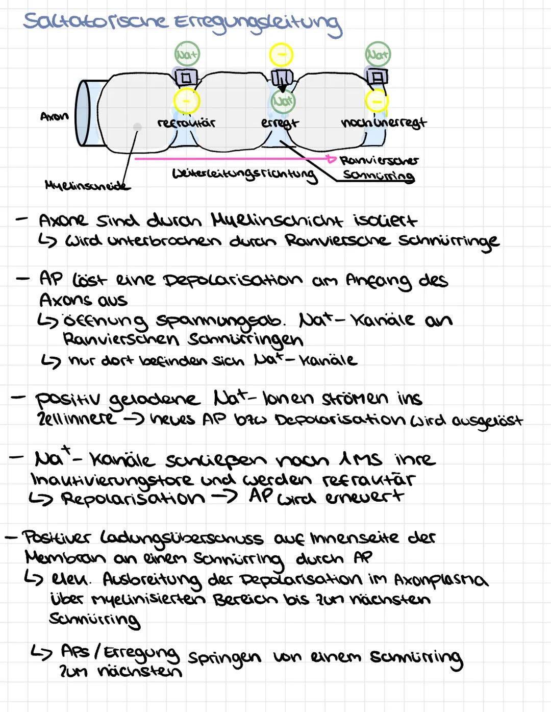 # Erregungsleitung im Axon
Weiterleitung eines elektrischen Signals
entrang einer Nervenzelle
Kontinuierliche Erregungsleitung
fortlaufend