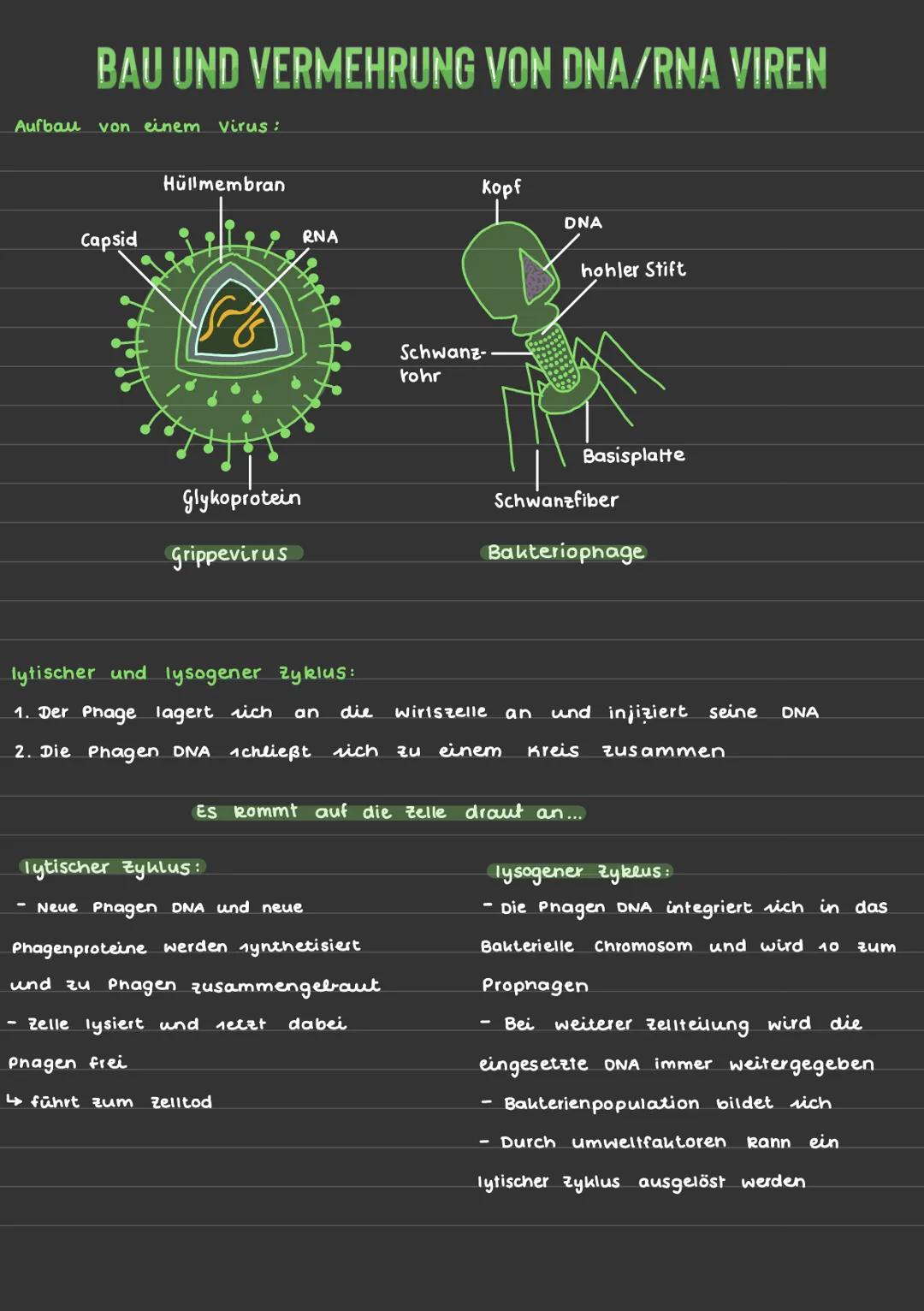 # BAU UND VERMEHRUNG VON DNA/RNA VIREN
Aufbau von einem Virus:
Hüllmembran
Kopf
DNA
Capsid
RNA
hohler Stift
Glykoprotein
Schwanz-
rohr
Ba