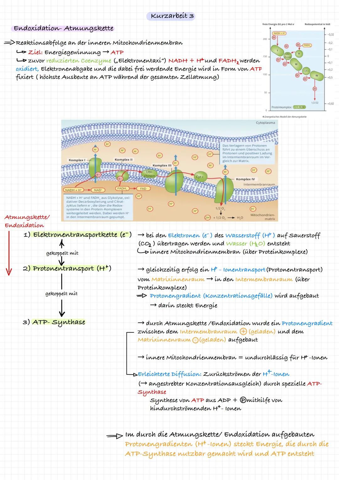 Endoxidation- Atmungskette
=>Reaktionsabfolge an der inneren Mitochondrienmembran
Ziel: Energiegewinnung → ATP
L>zuvor reduzierten Coenzyme