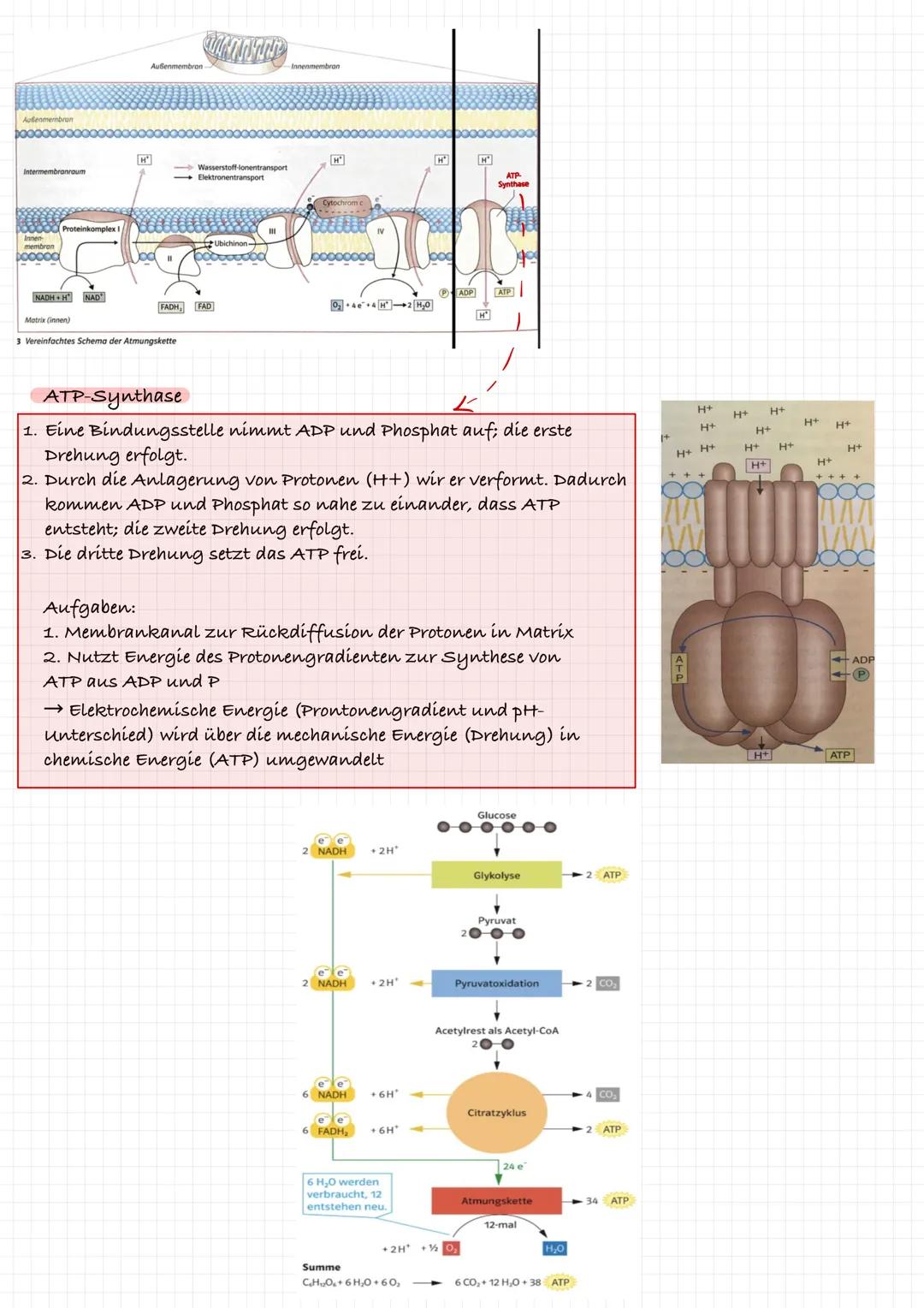 Endoxidation- Atmungskette
=>Reaktionsabfolge an der inneren Mitochondrienmembran
Ziel: Energiegewinnung → ATP
L>zuvor reduzierten Coenzyme