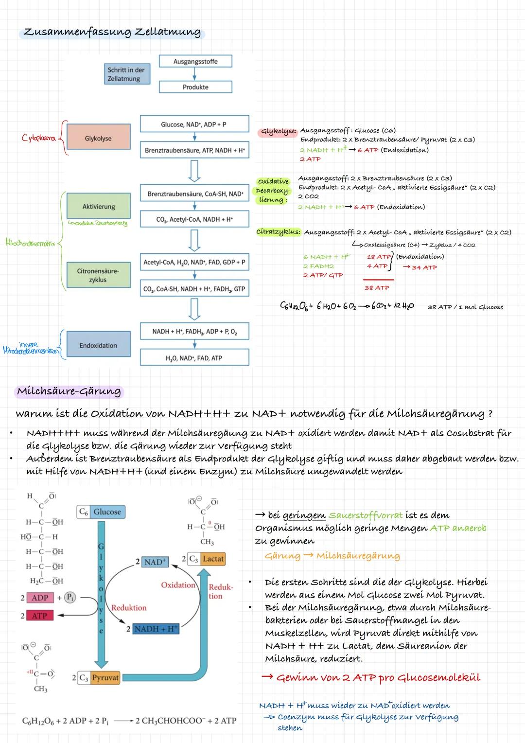 Endoxidation- Atmungskette
=>Reaktionsabfolge an der inneren Mitochondrienmembran
Ziel: Energiegewinnung → ATP
L>zuvor reduzierten Coenzyme