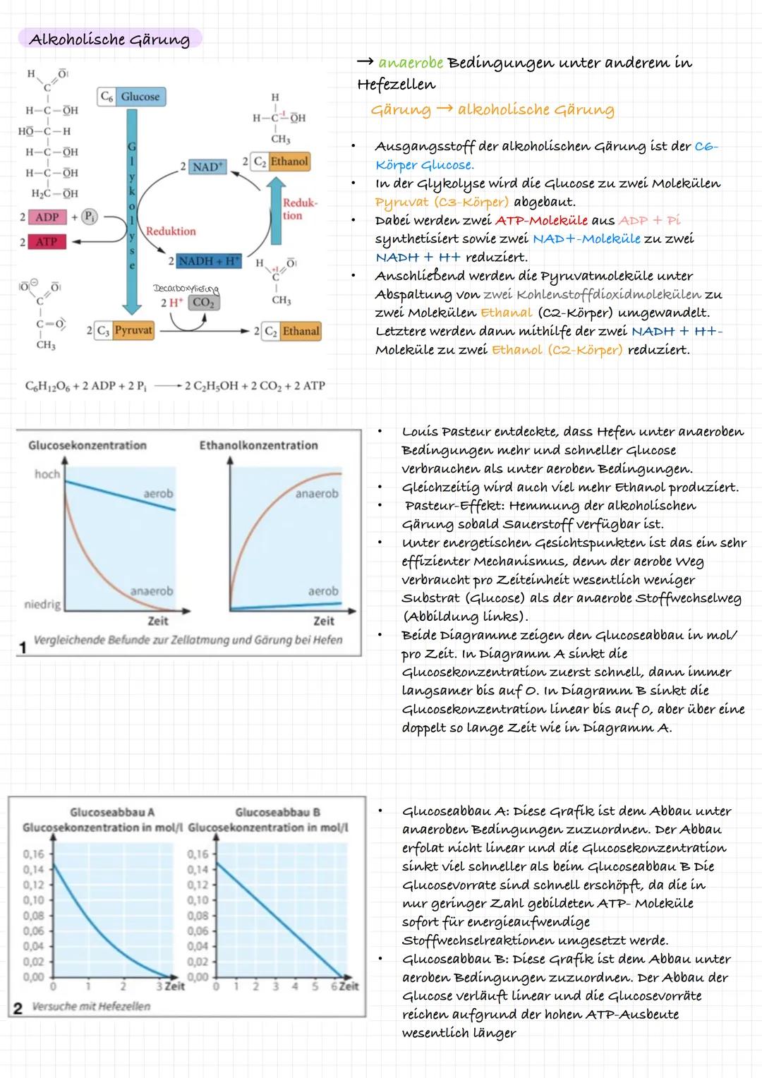 Endoxidation- Atmungskette
=>Reaktionsabfolge an der inneren Mitochondrienmembran
Ziel: Energiegewinnung → ATP
L>zuvor reduzierten Coenzyme