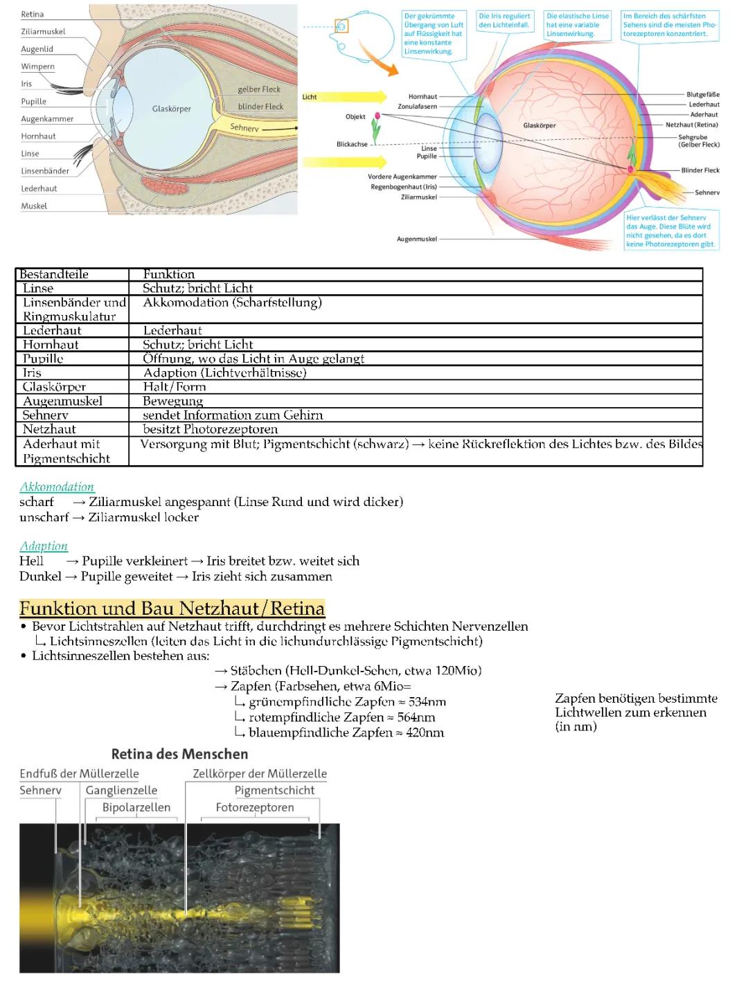 Das menschliche Auge
