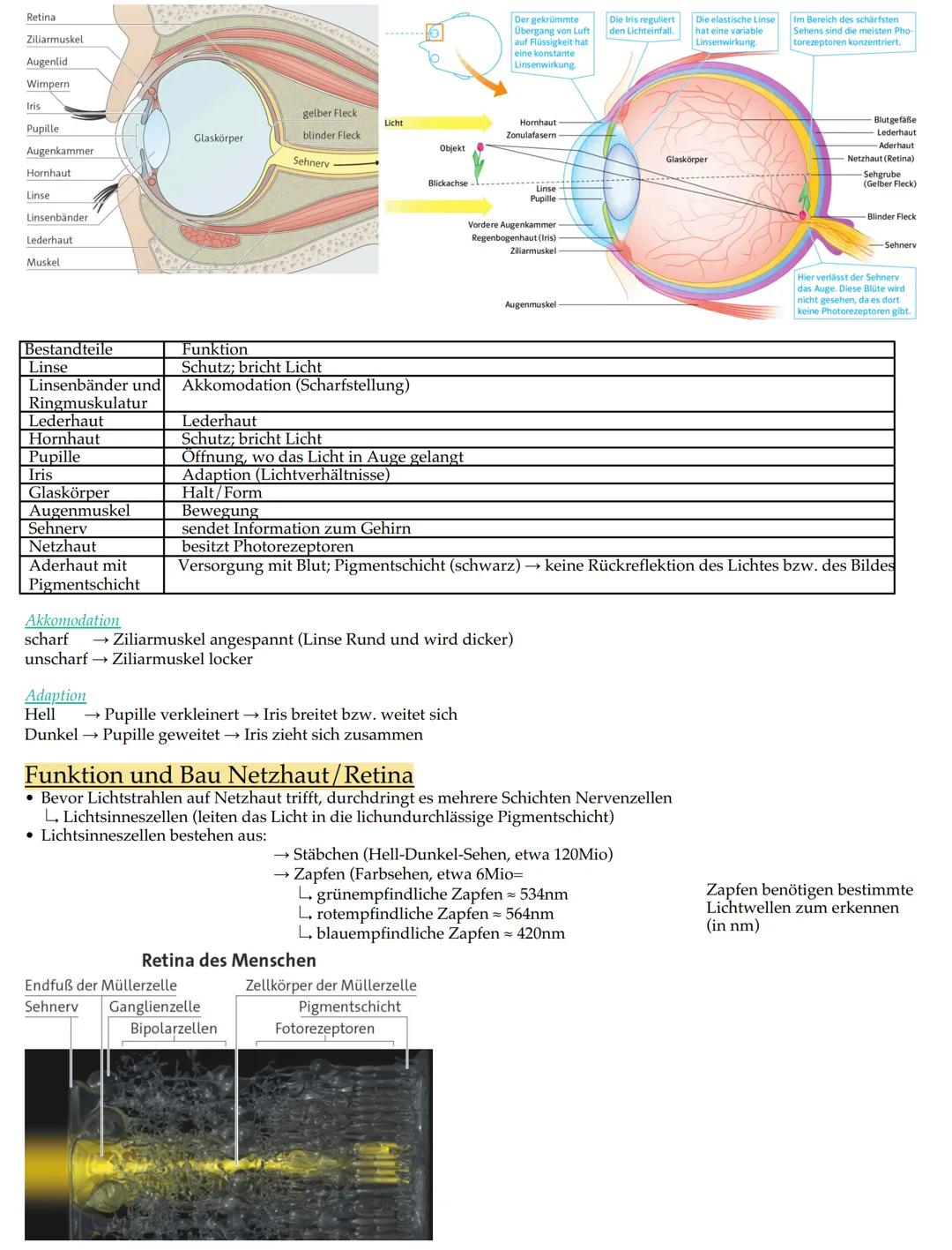 Retina
Ziliarmuskel
Augenlid
Wimpern
Iris
Pupille
Augenkammer
Hornhaut
Linse
Linsenbänder
Lederhaut
Muskel
Bestandteile
Linse
Linsenbänder u