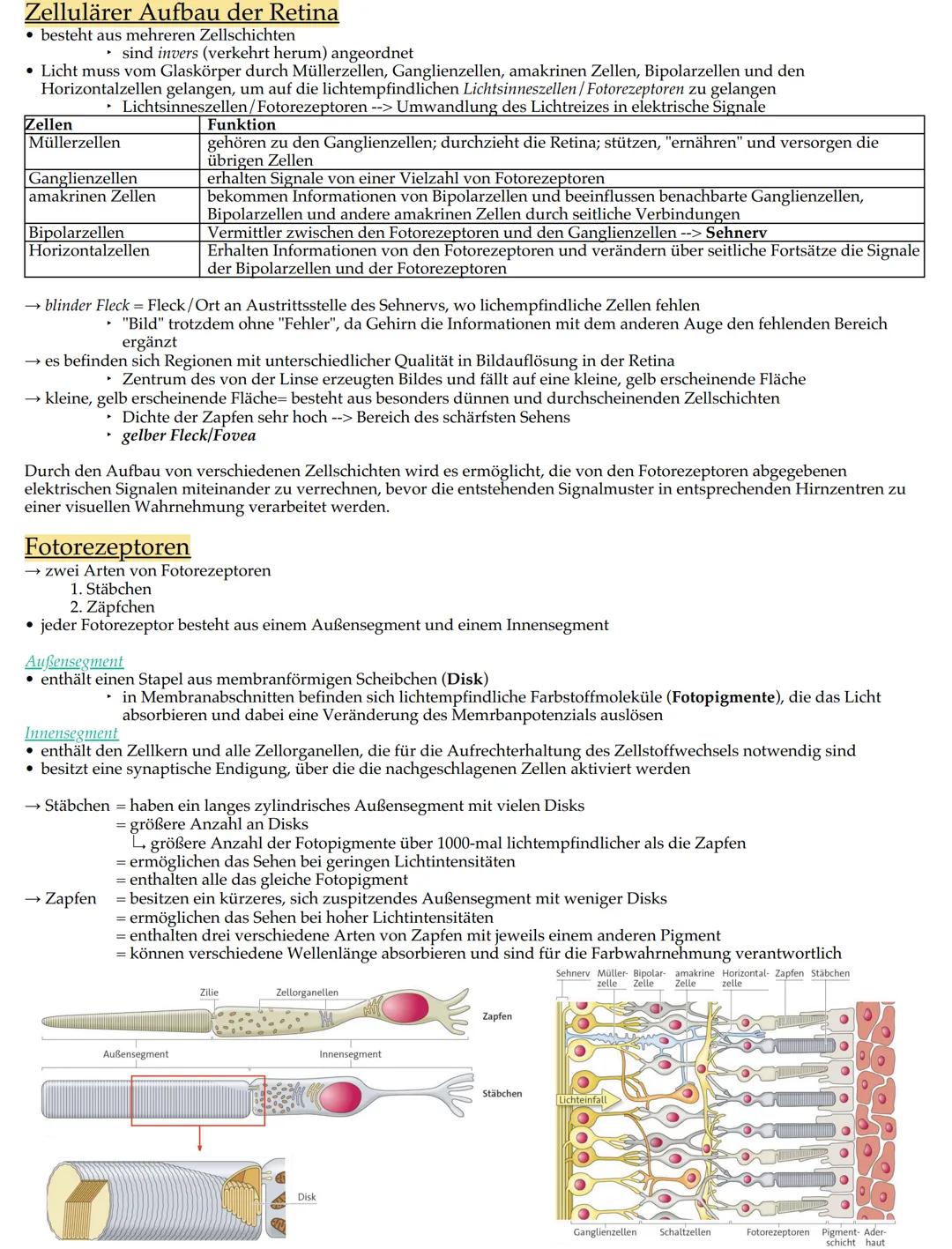 Retina
Ziliarmuskel
Augenlid
Wimpern
Iris
Pupille
Augenkammer
Hornhaut
Linse
Linsenbänder
Lederhaut
Muskel
Bestandteile
Linse
Linsenbänder u