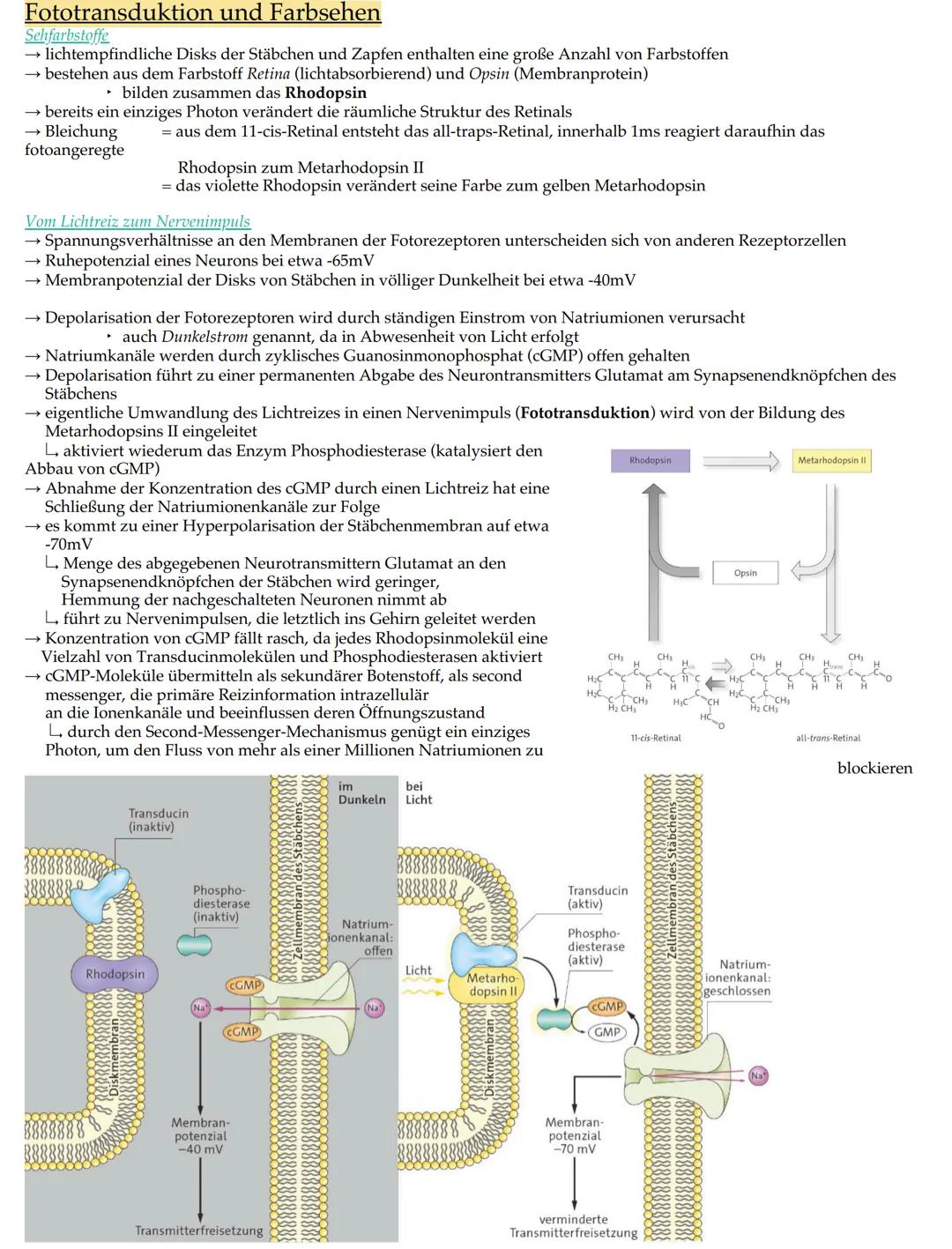 Retina
Ziliarmuskel
Augenlid
Wimpern
Iris
Pupille
Augenkammer
Hornhaut
Linse
Linsenbänder
Lederhaut
Muskel
Bestandteile
Linse
Linsenbänder u