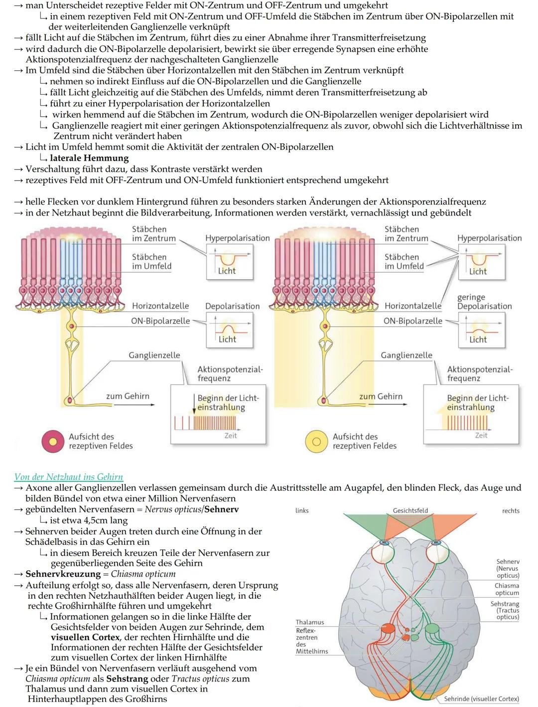 Retina
Ziliarmuskel
Augenlid
Wimpern
Iris
Pupille
Augenkammer
Hornhaut
Linse
Linsenbänder
Lederhaut
Muskel
Bestandteile
Linse
Linsenbänder u