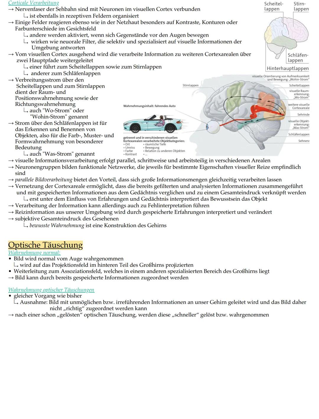Retina
Ziliarmuskel
Augenlid
Wimpern
Iris
Pupille
Augenkammer
Hornhaut
Linse
Linsenbänder
Lederhaut
Muskel
Bestandteile
Linse
Linsenbänder u