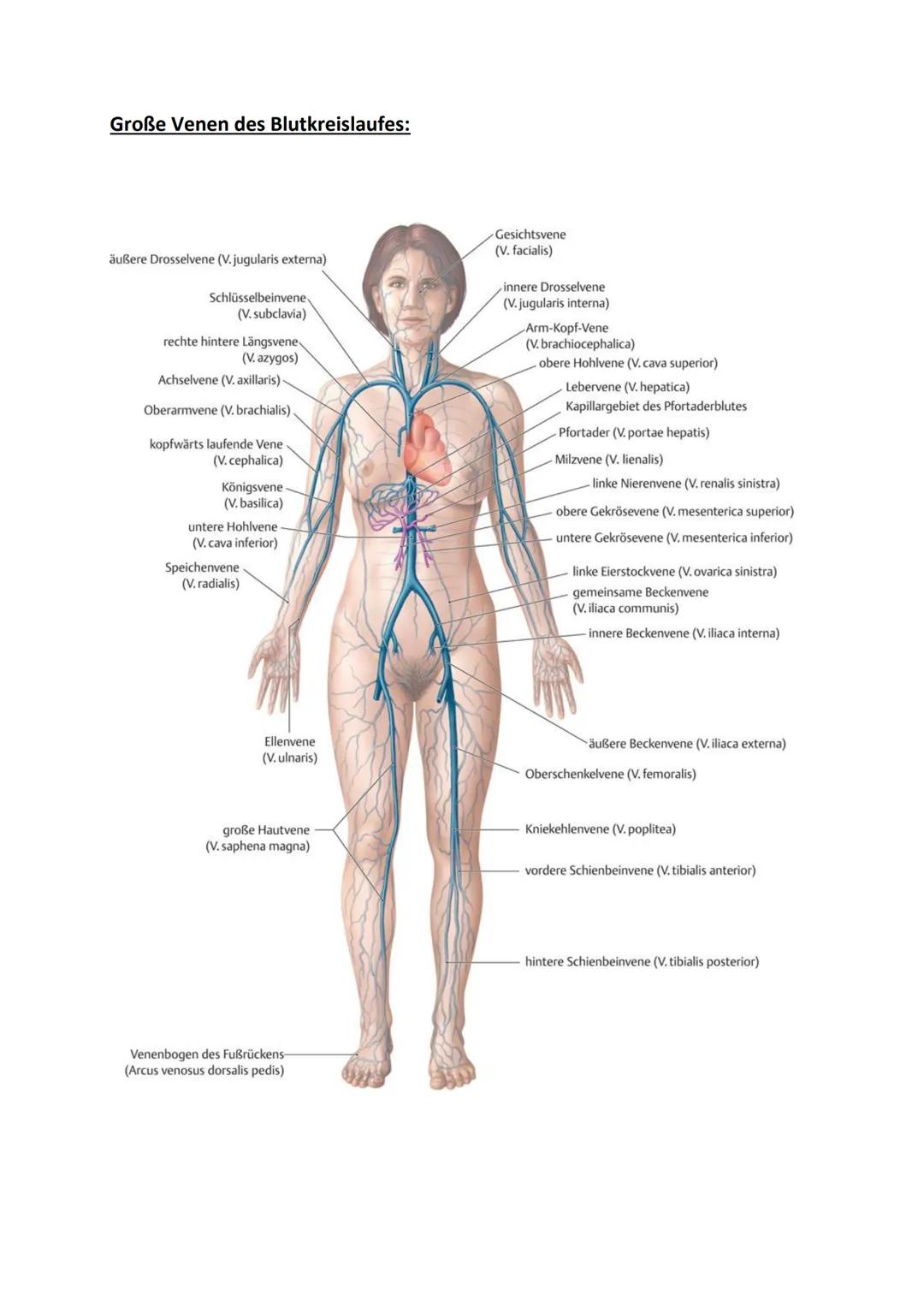 # Klausurvorbereitung Herz-Kreislaufsystem
Aufbau des Herzens:
obere Hohlvene
Vena Cava superior
Lungenvene
Venae pulmonales
rechter Vorh