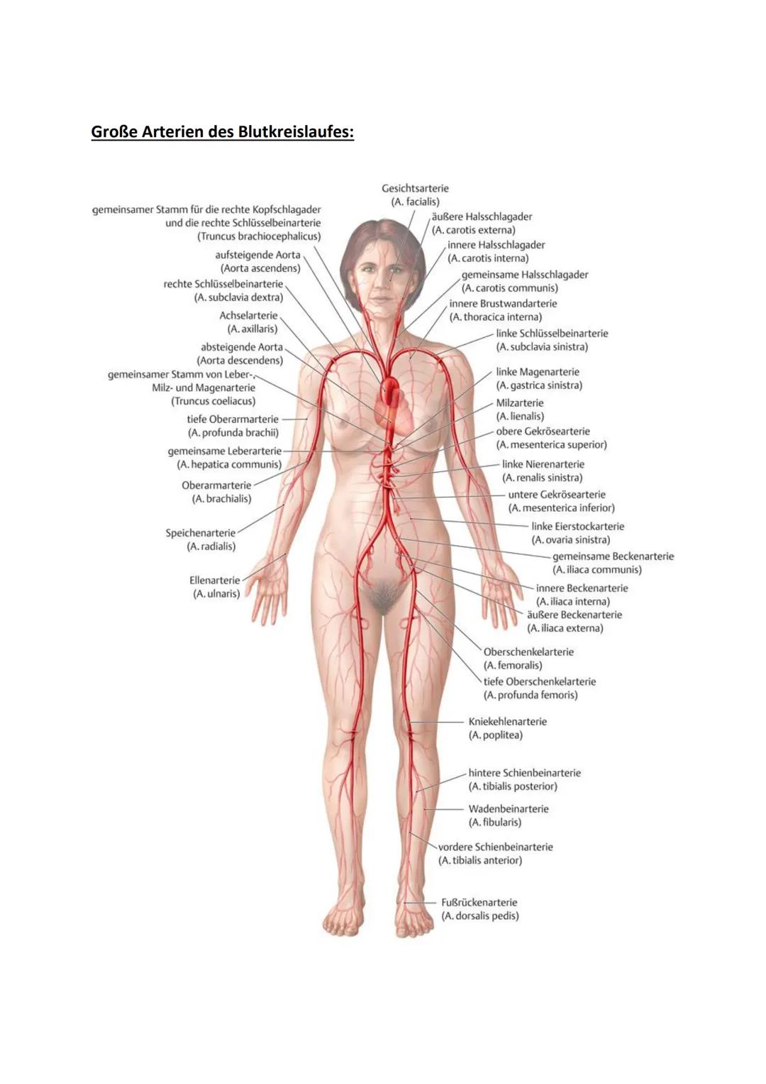 # Klausurvorbereitung Herz-Kreislaufsystem
Aufbau des Herzens:
obere Hohlvene
Vena Cava superior
Lungenvene
Venae pulmonales
rechter Vorh