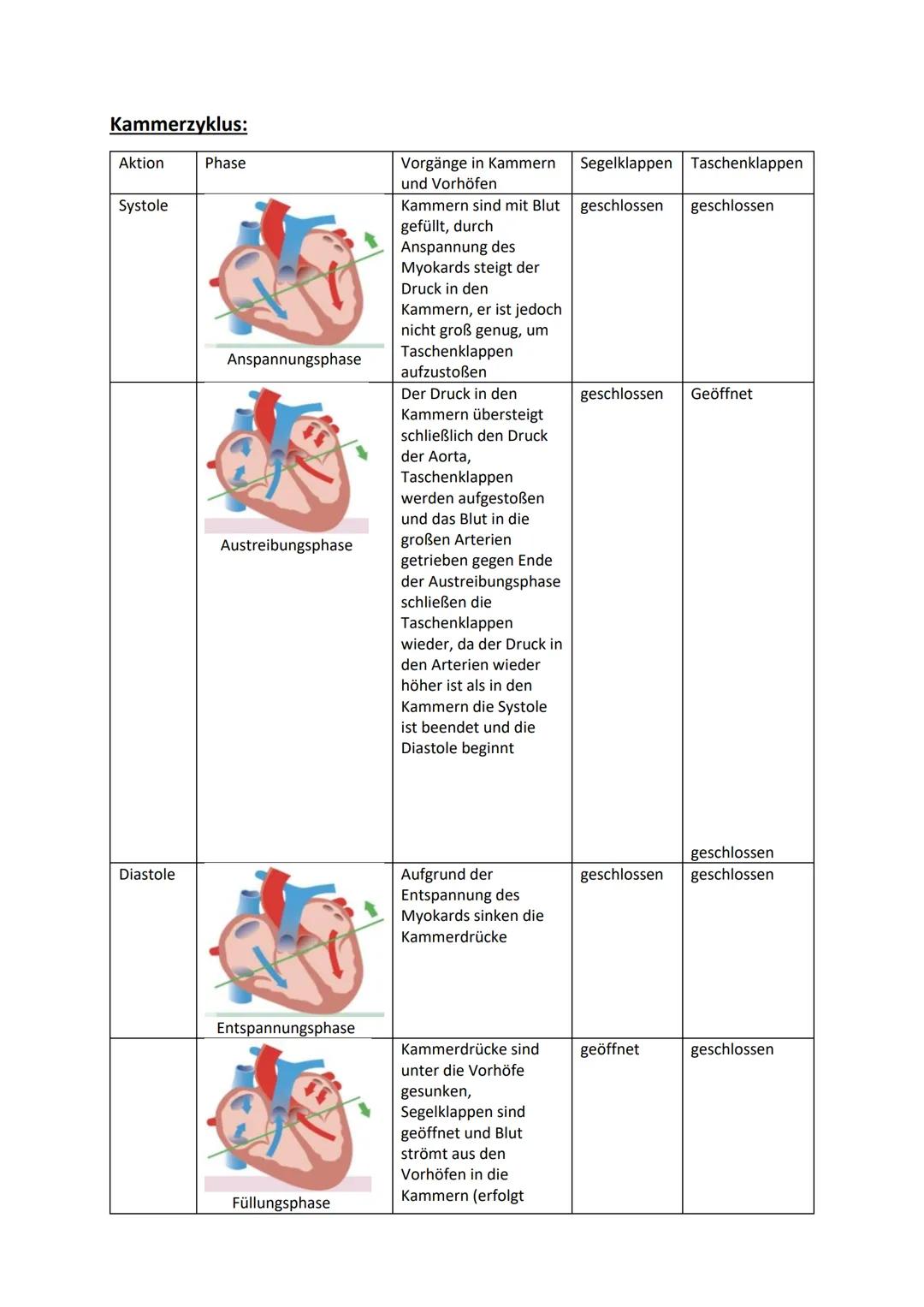 # Klausurvorbereitung Herz-Kreislaufsystem
Aufbau des Herzens:
obere Hohlvene
Vena Cava superior
Lungenvene
Venae pulmonales
rechter Vorh
