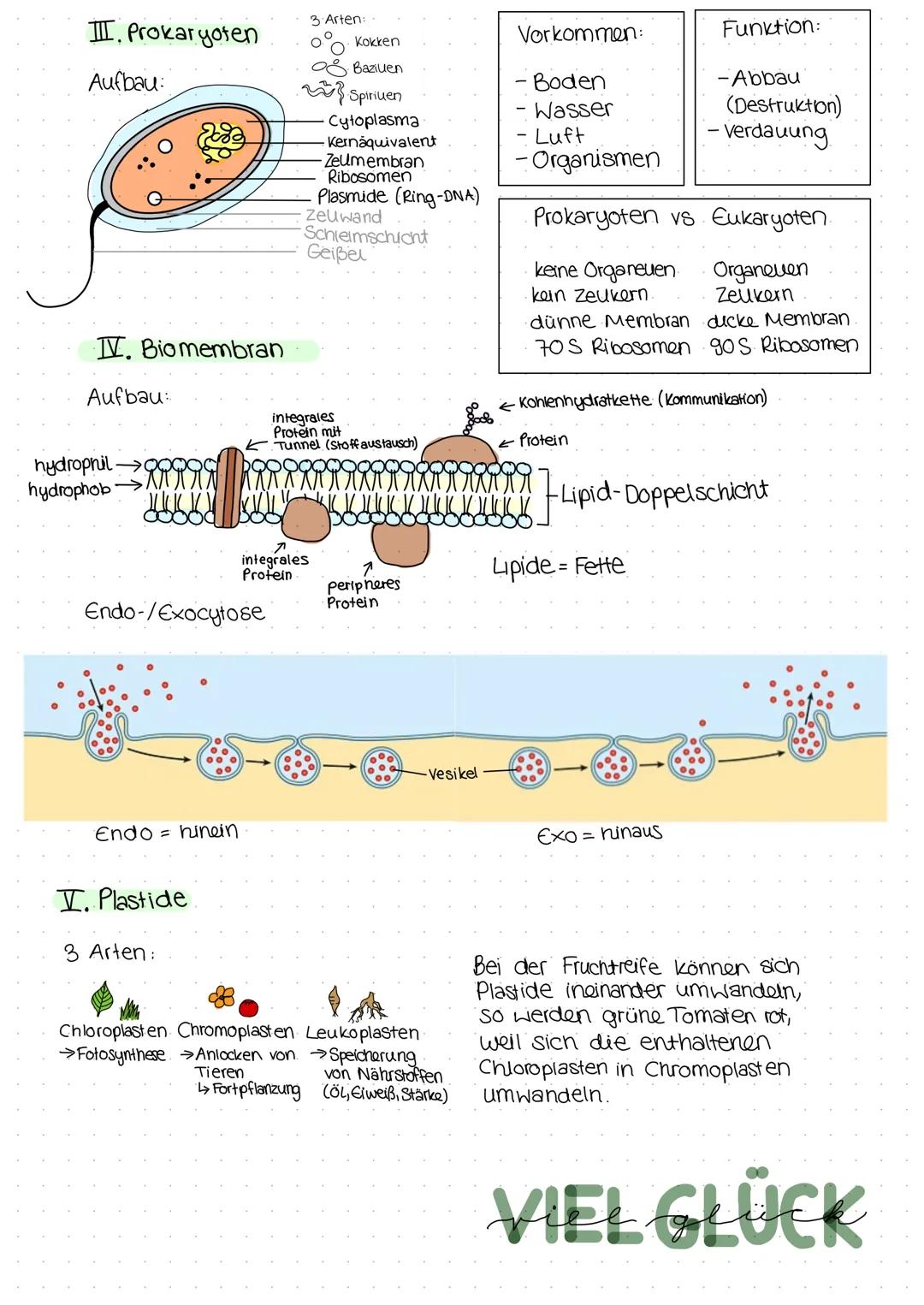 BIOLOGIE
I. Pflanzen- und Tierzeue
Tierzelle
zeumembran
Cytoplasma
Prokaryoten mit
Zeukern existieren
Zeukern
(+ Nucleolus)
ER-
Ribosomen
-