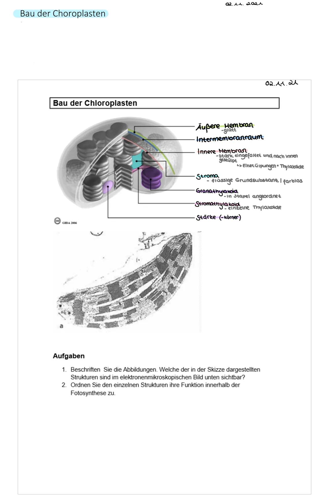Bau der Choroplasten
Bau der Chloroplasten
O
GIDA 2006
02.11.2021
Äußere Membran
Intermembranraum
Innere Membran
Stroma
-stark eingefaltet u
