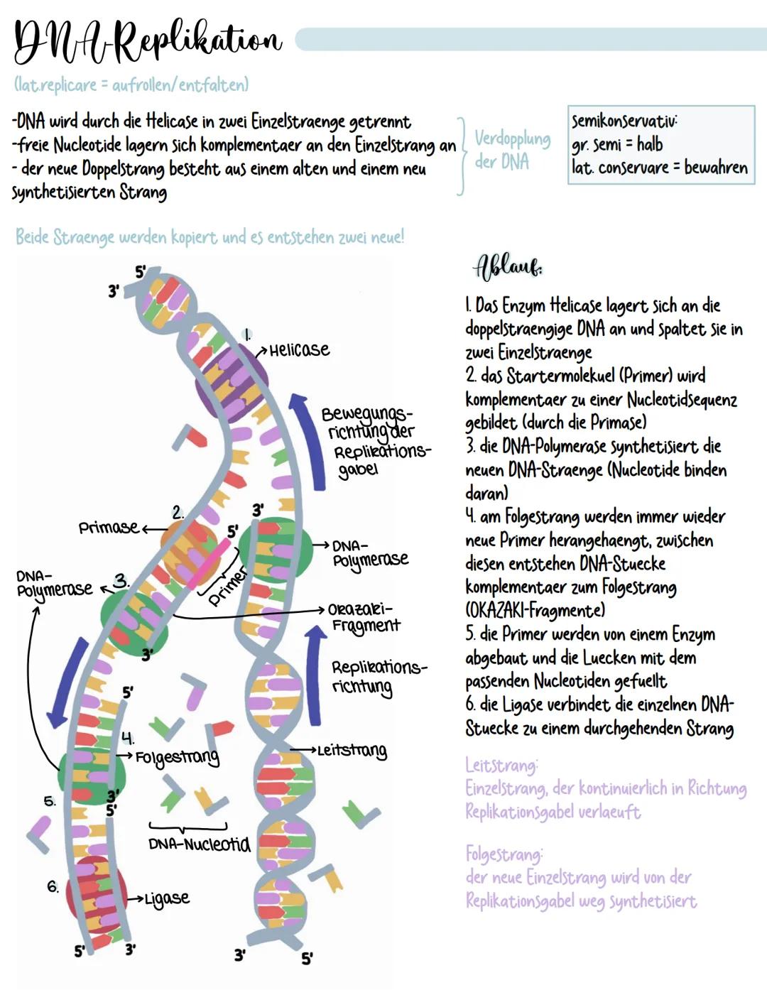 # DNA Replikation
(lat.replicare = aufrollen/entfalten)
-DNA wird durch die Helicase in zwei Einzelstraenge getrennt
-freie Nucleotide lage