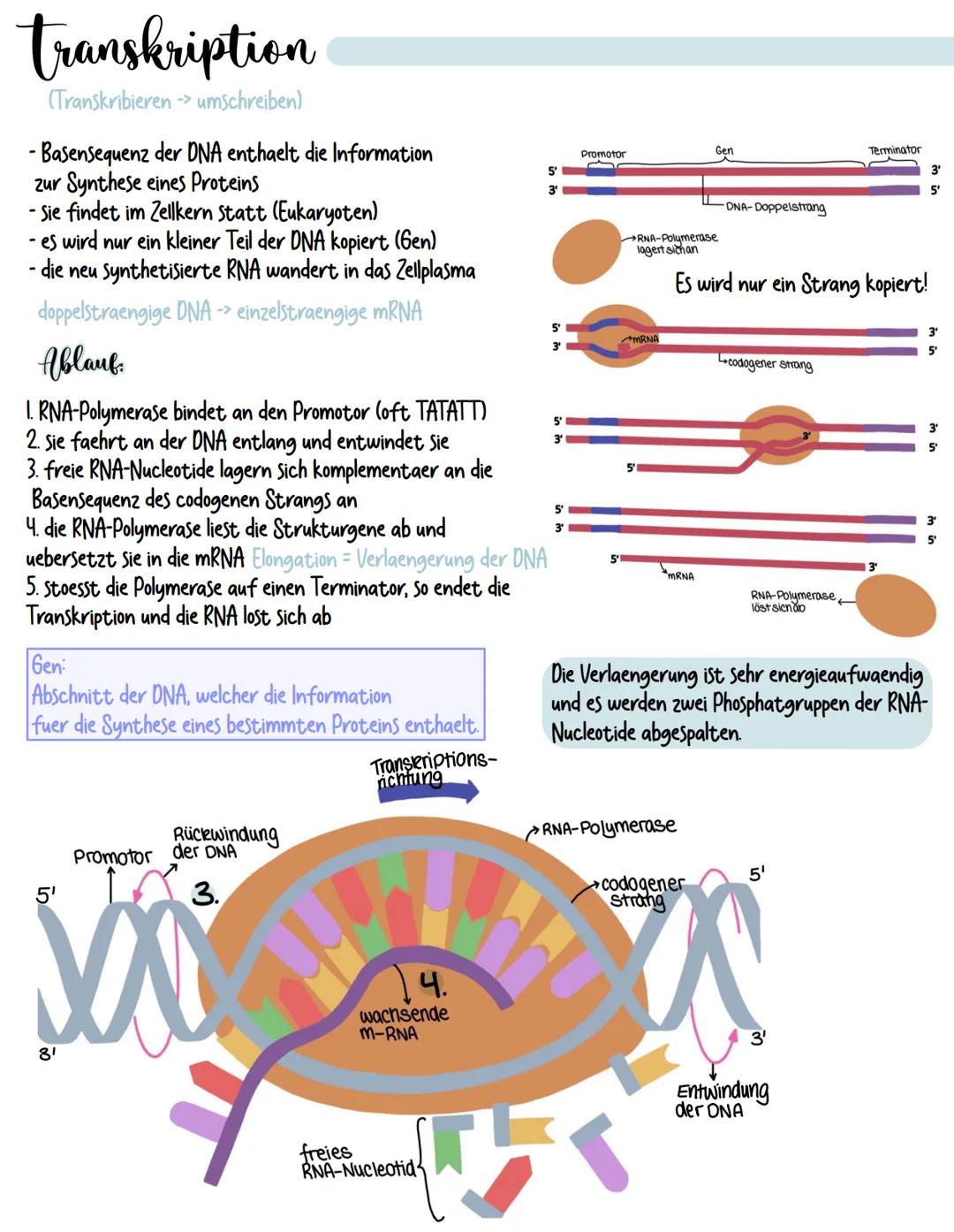 # DNA Replikation
(lat.replicare = aufrollen/entfalten)
-DNA wird durch die Helicase in zwei Einzelstraenge getrennt
-freie Nucleotide lage