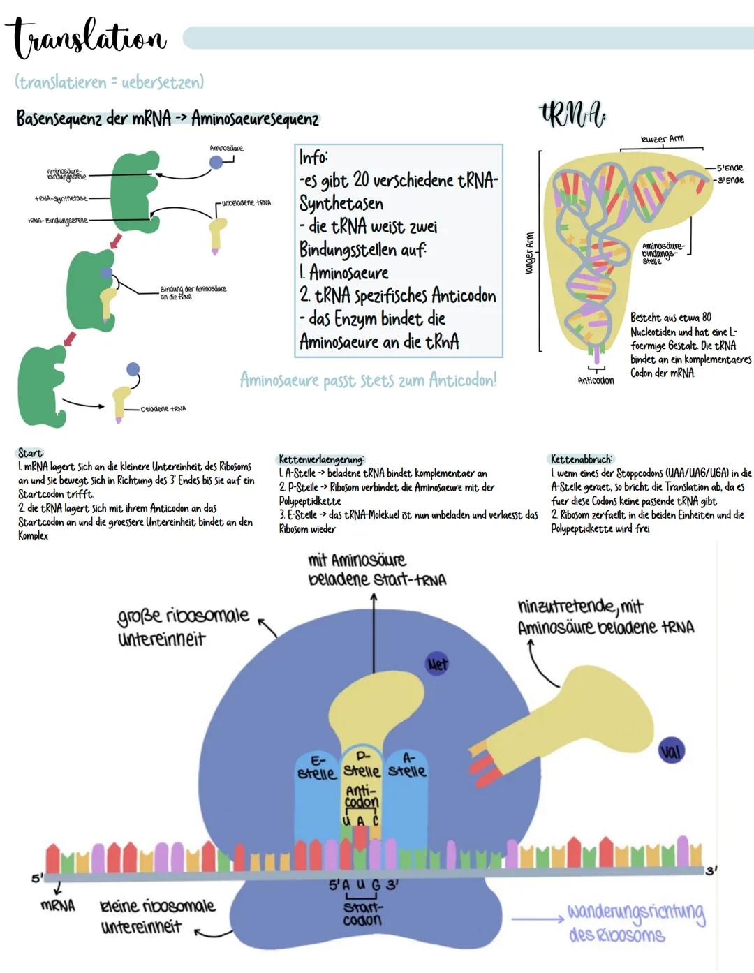 # DNA Replikation
(lat.replicare = aufrollen/entfalten)
-DNA wird durch die Helicase in zwei Einzelstraenge getrennt
-freie Nucleotide lage