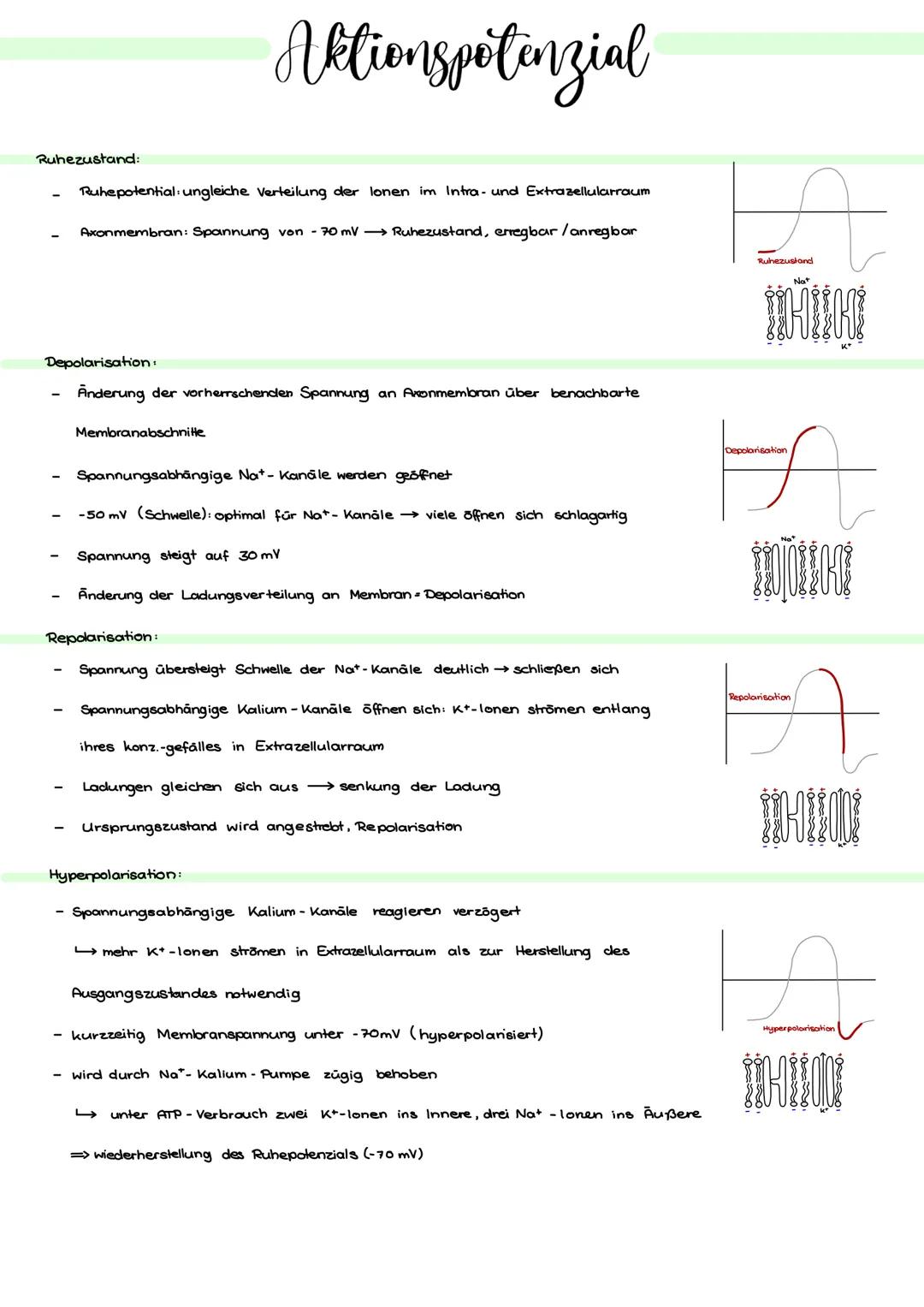 Ruhezustand:
Ruhepotential: ungleiche Verteilung der lonen im Intra- und Extrazellularraum
Axonmembran: Spannung von - 70 mV →→Ruhezustand,