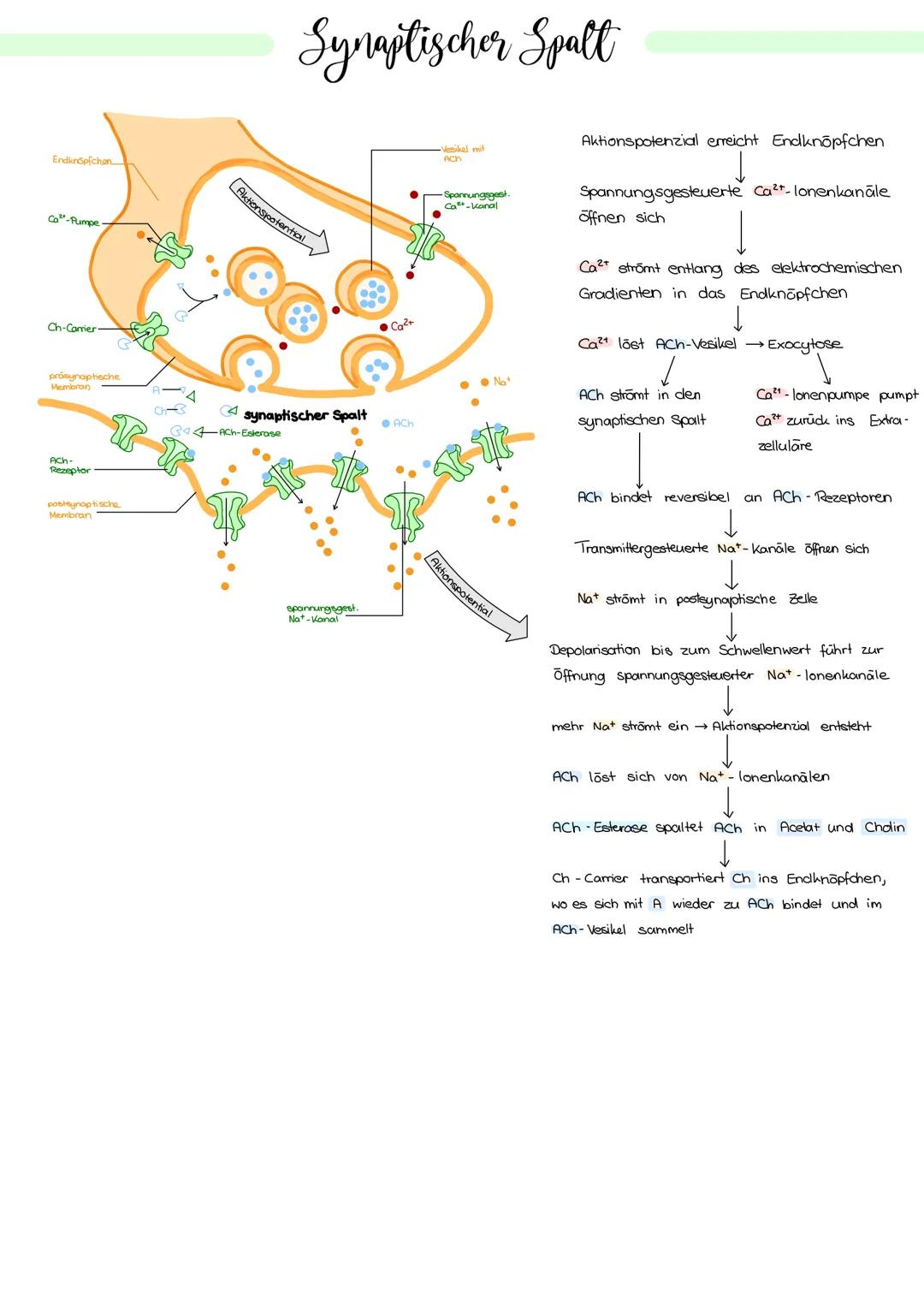 Ruhezustand:
Ruhepotential: ungleiche Verteilung der lonen im Intra- und Extrazellularraum
Axonmembran: Spannung von - 70 mV →→Ruhezustand,