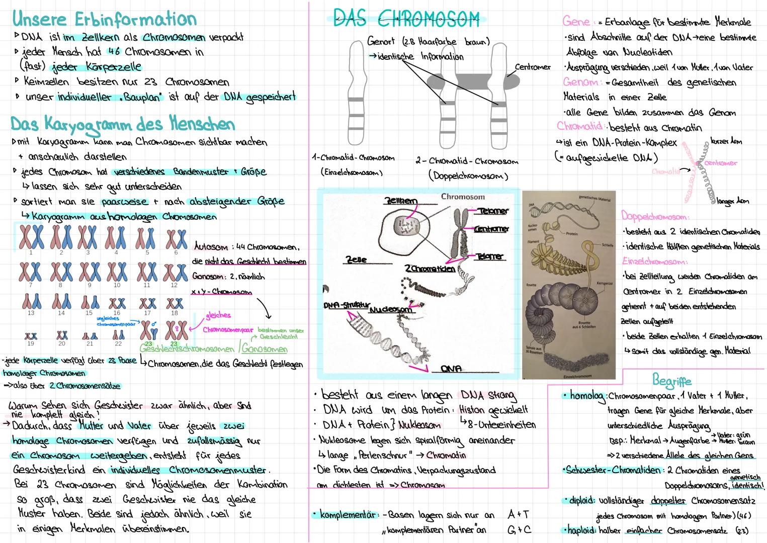 # DAS CHROMOSOM
→DNA ist im Zellkern als Chromosomen verpackt
→ jeder Mensch besitzt 46 Chromosomen in (fast)
jeder Körperzelle
15. Febru