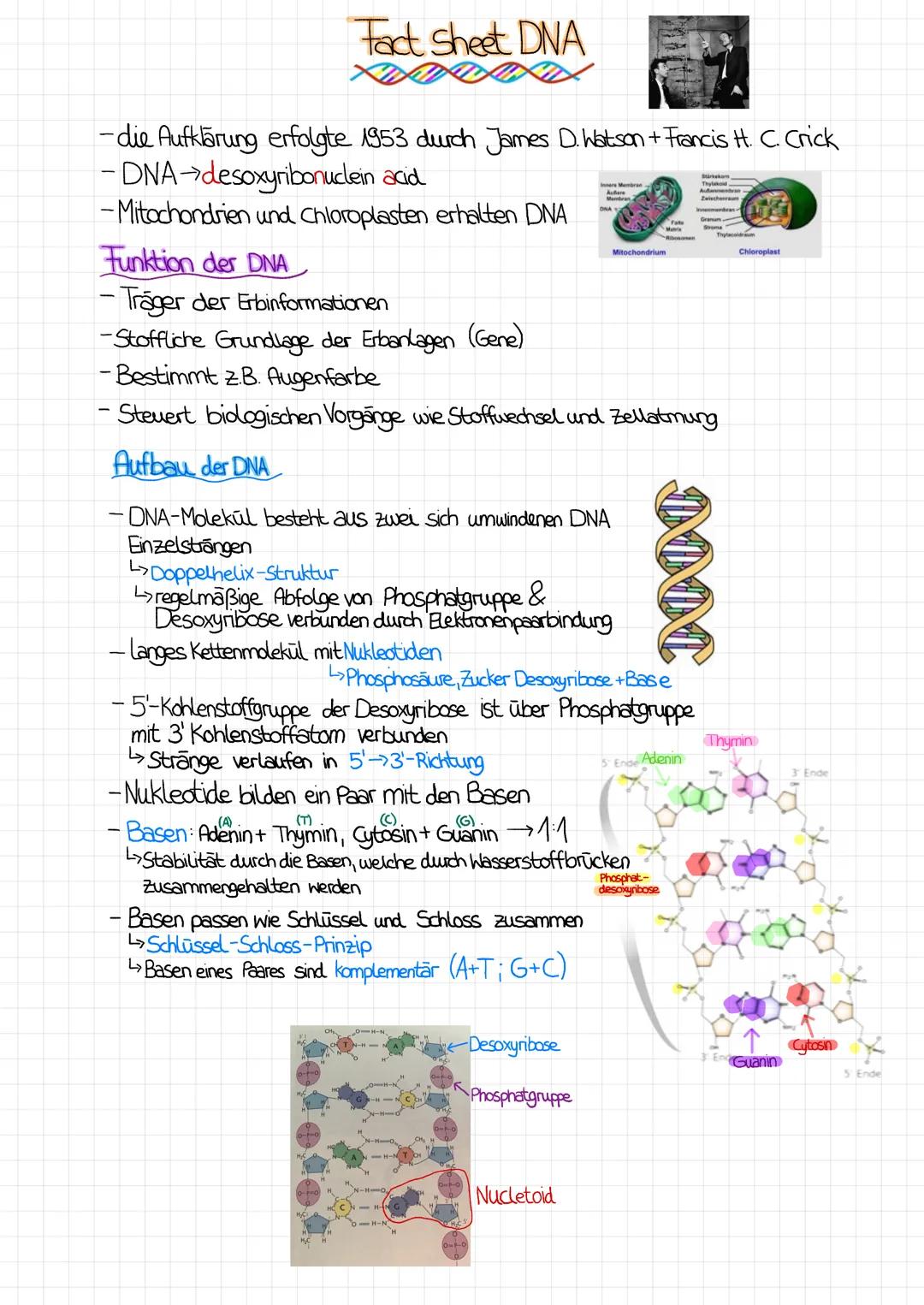 # Fact Sheet DNA
KADAS
- die Aufklärung erfolgte 1953 durch James D. Watson + Francis H. C. Crick
- DNA desoxyribonuclein acid
- Mitocho