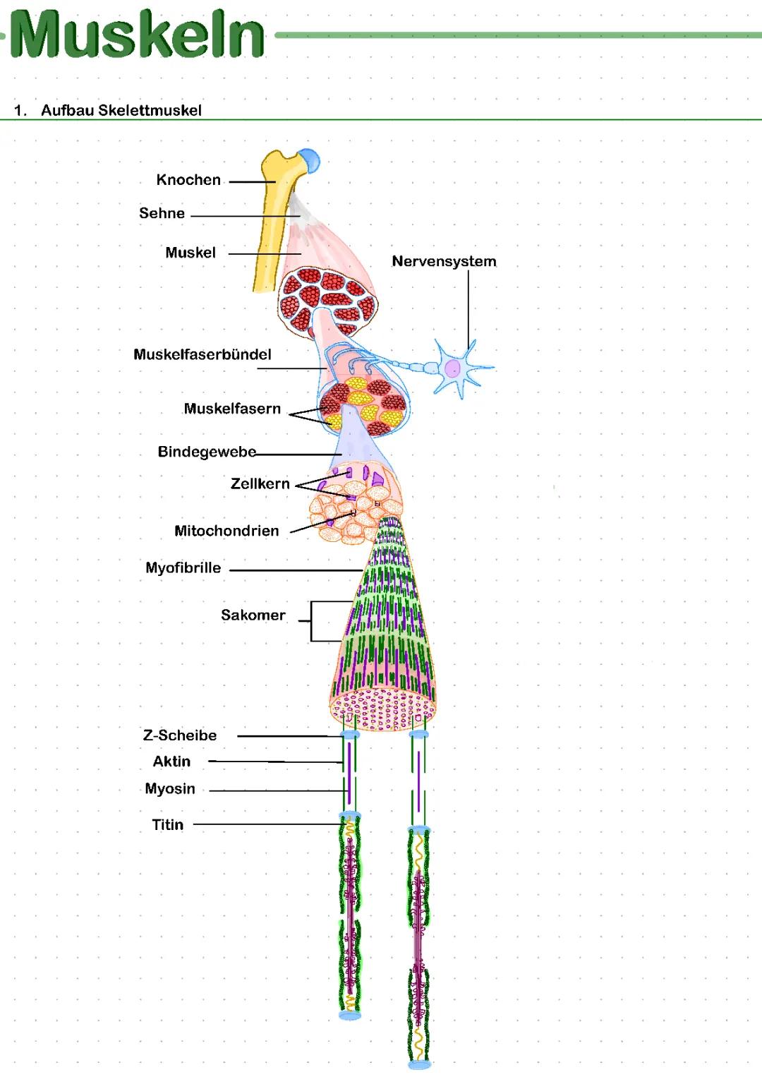 Skelettmuskel/Muskelkontraktion/ Hämoglobin
