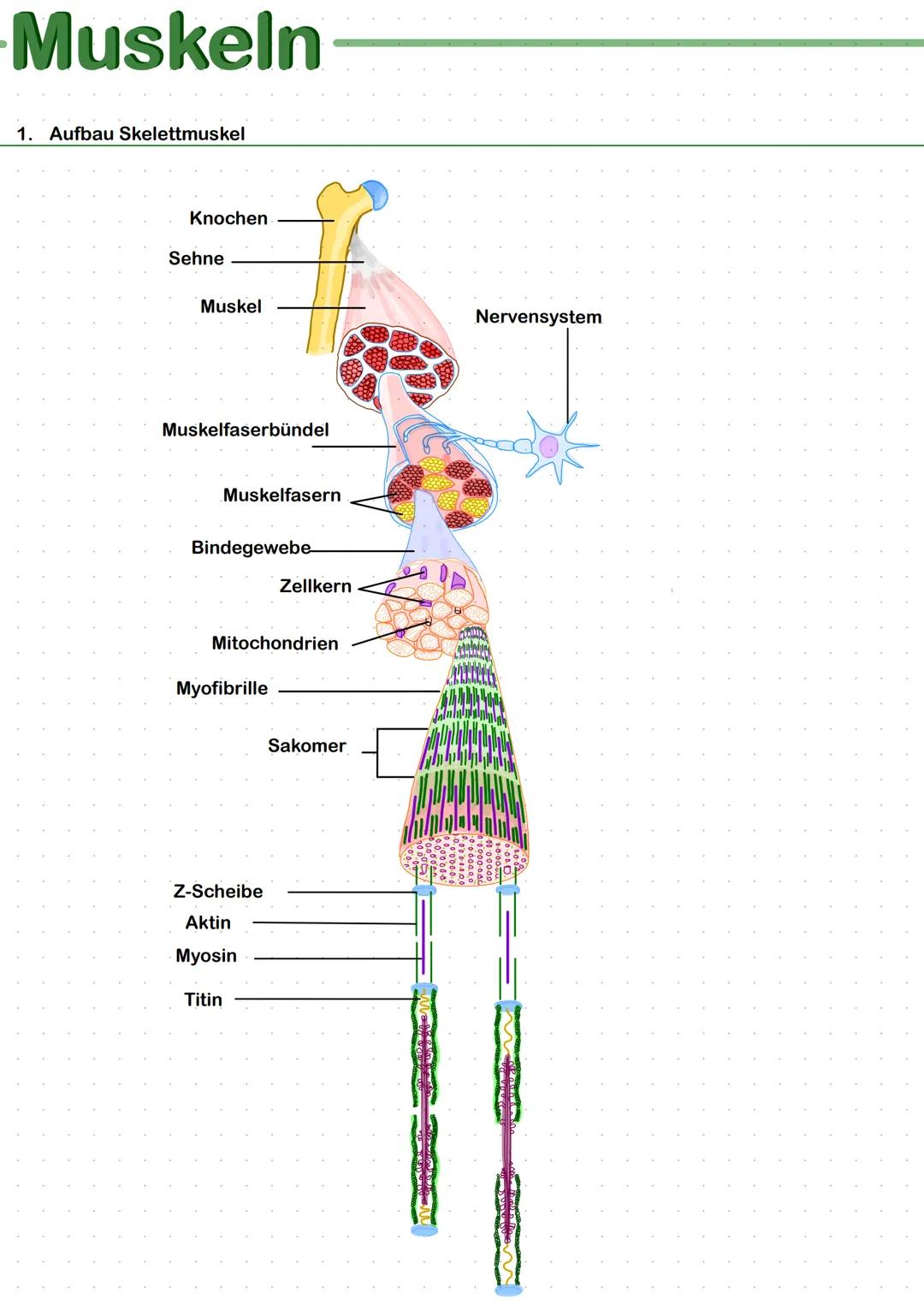 -Muskeln
1. Aufbau Skelettmuskel
Knochen
Sehne
Muskel
Muskelfaserbündel
Muskelfasern
Bindegewebe
Mitochondrien
Myofibrille
Zellkern
Z-Scheib