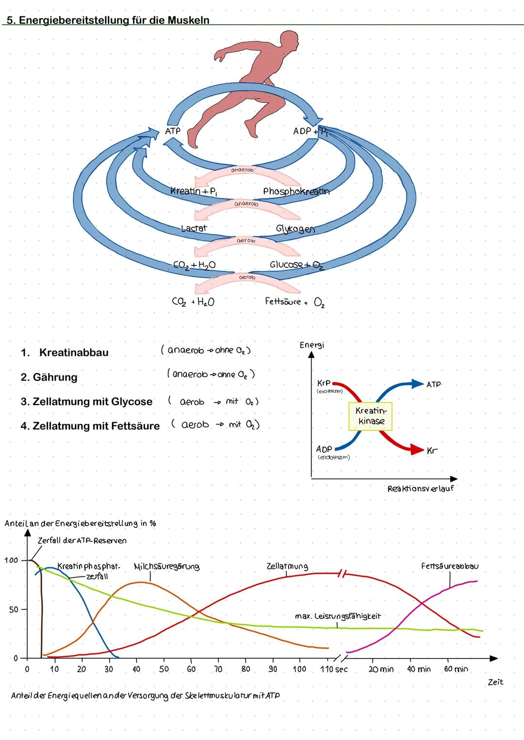 -Muskeln
1. Aufbau Skelettmuskel
Knochen
Sehne
Muskel
Muskelfaserbündel
Muskelfasern
Bindegewebe
Mitochondrien
Myofibrille
Zellkern
Z-Scheib