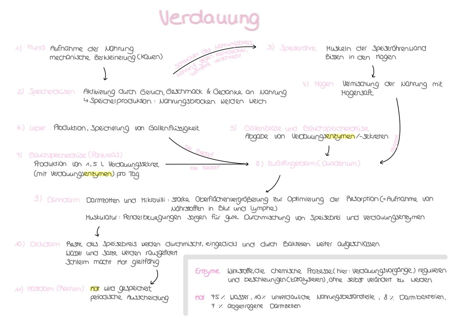 1) Mund Aufnahme der Nahrung
Verdauung
Schlucken des Nahrungsbreis
Nahrung gegen Kehldeckel,
Cufträhre verschließt
mechanische Zerkleinerung